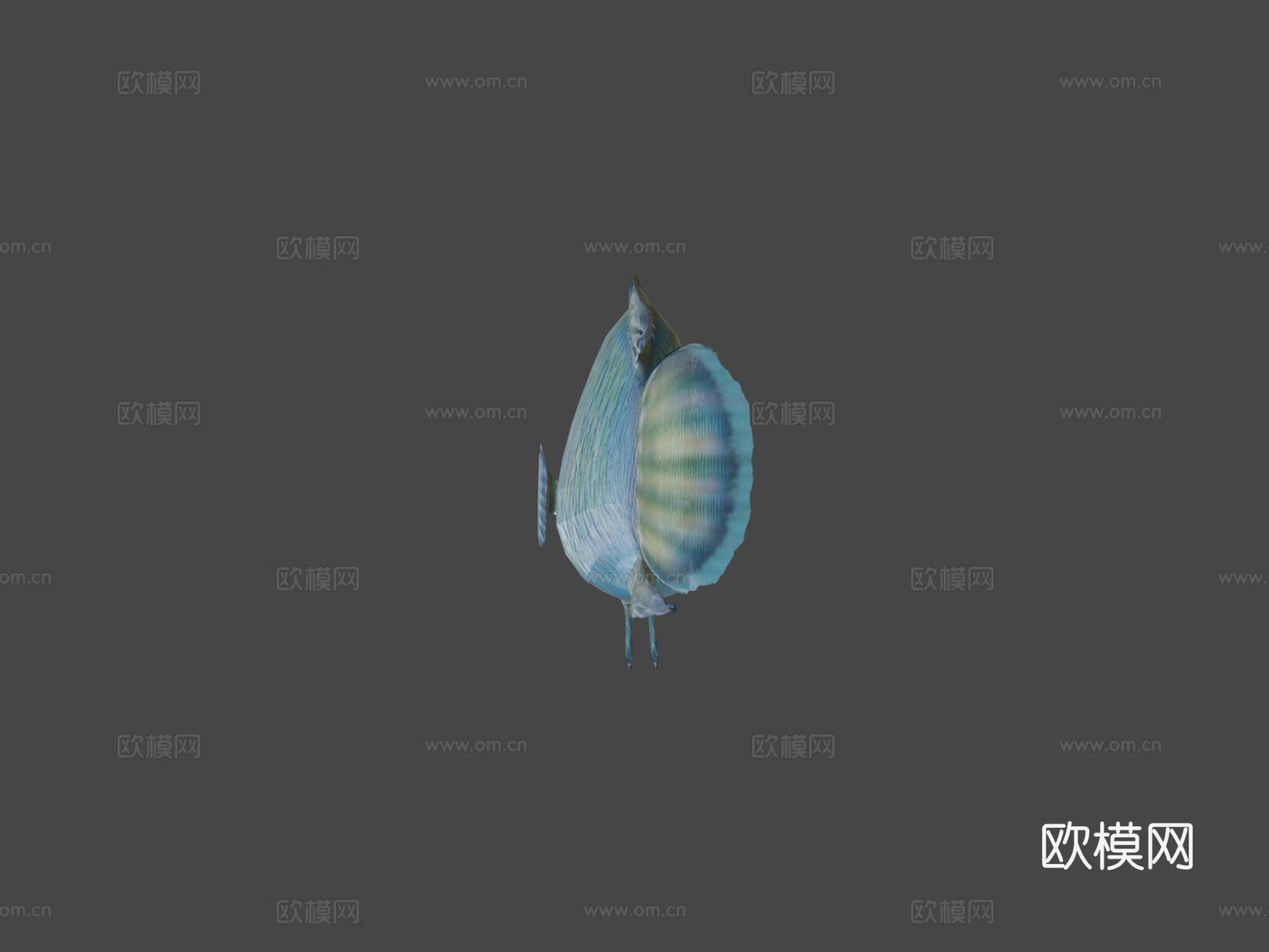 隆头鱼绑定su模型