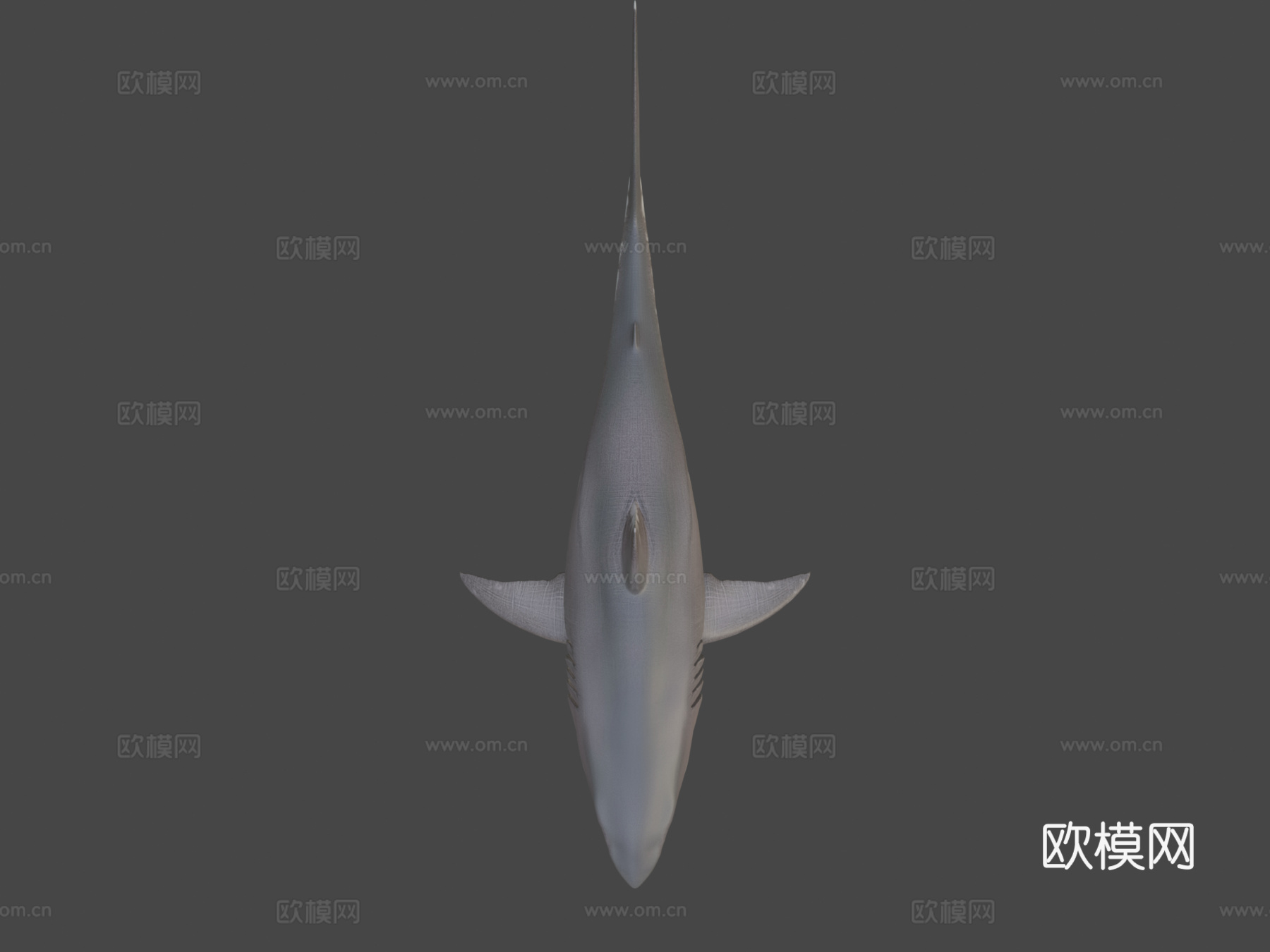 大白鲨su模型