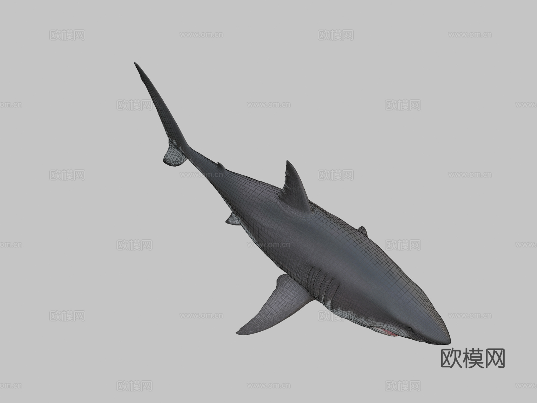 大白鲨su模型