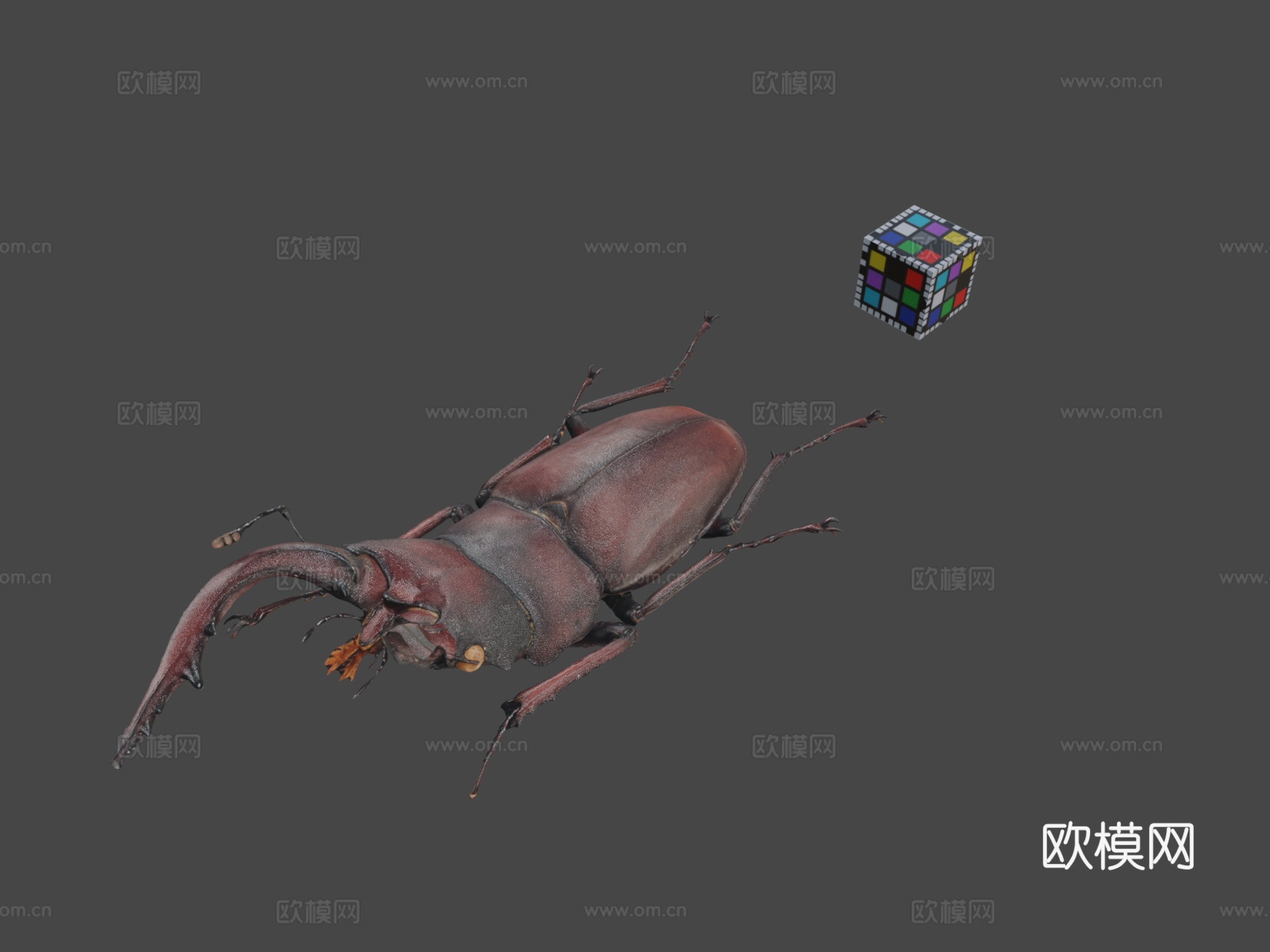 锯锹甲虫su模型
