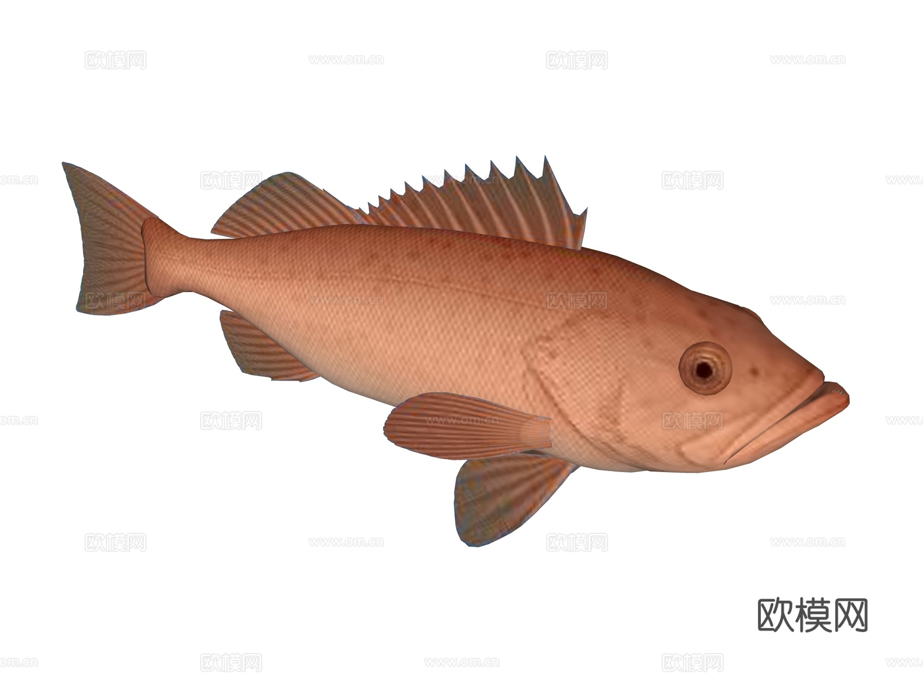海鱼su模型