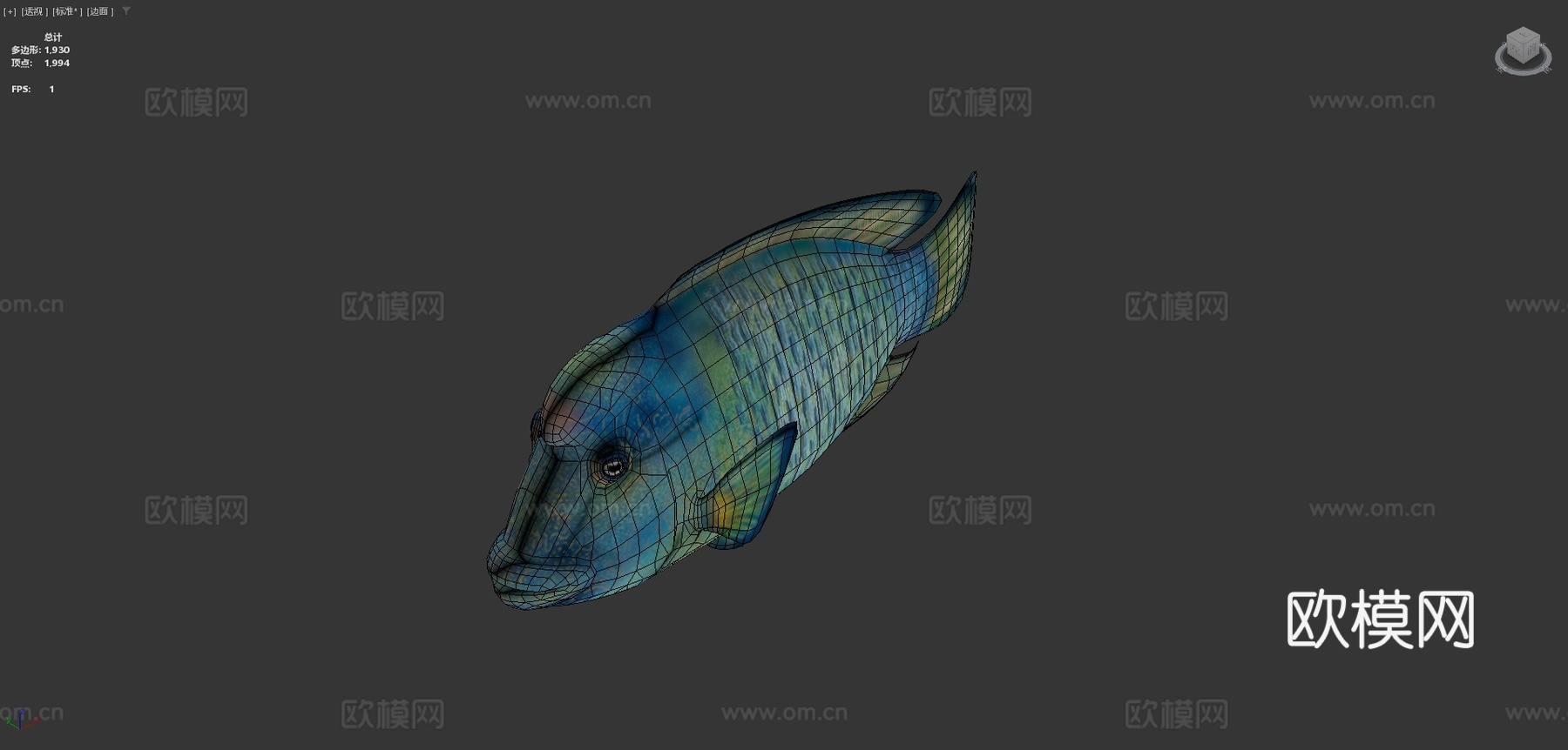 隆头鱼绑定su模型