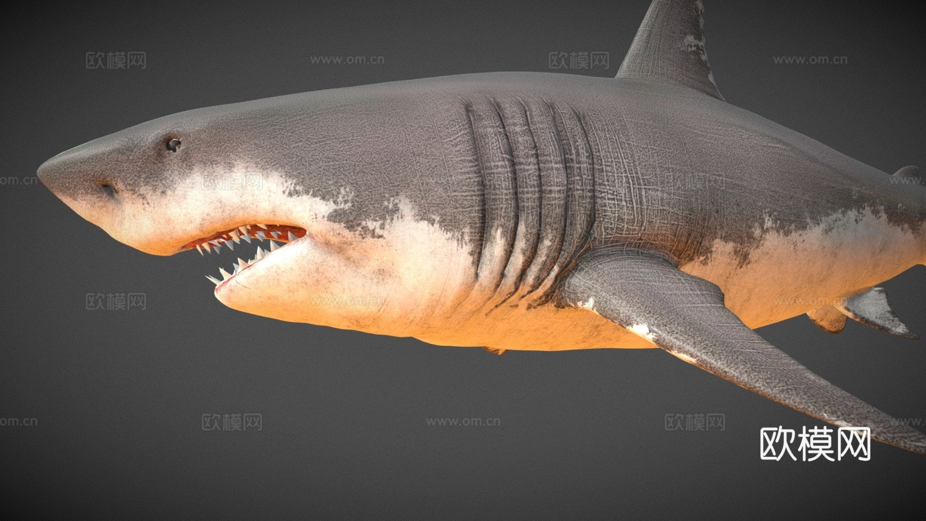 大白鲨su模型