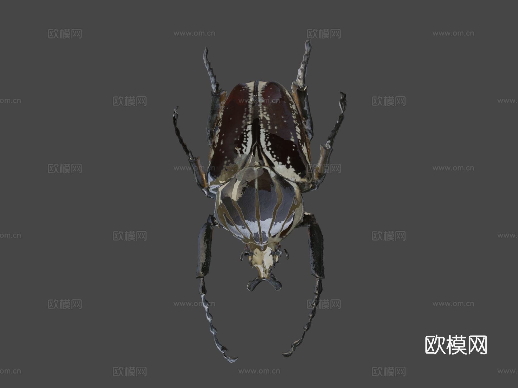 歌利亚甲虫su模型
