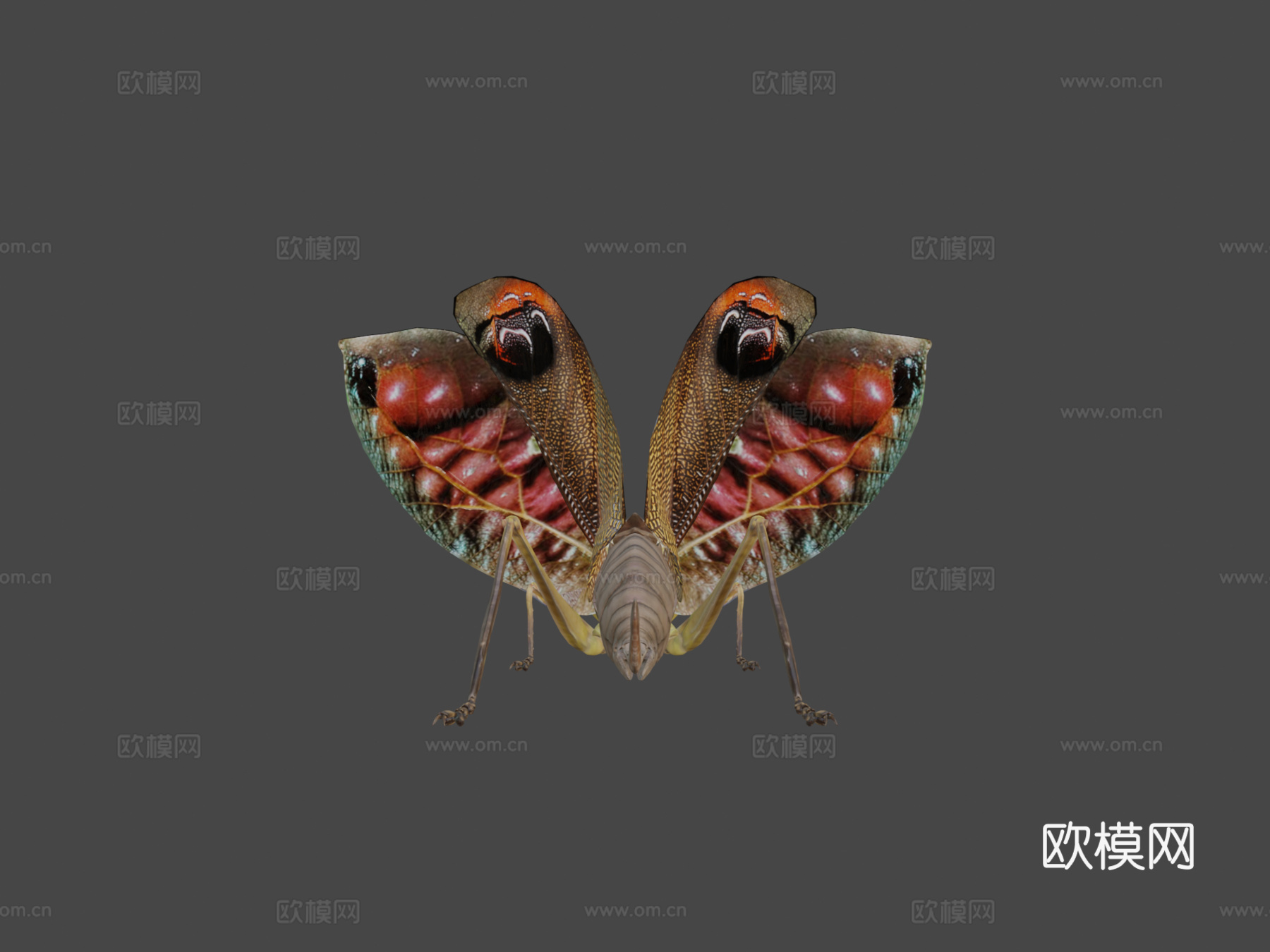 翼眼螽斯su模型