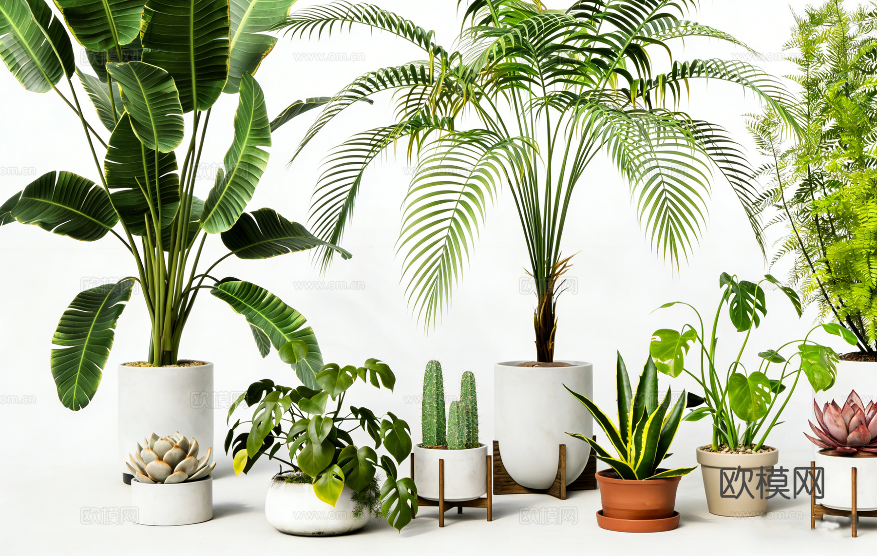 室内植物盆栽绿植 琴叶榕龟背竹 散尾葵龙血树 蕨类植物 多肉su模型