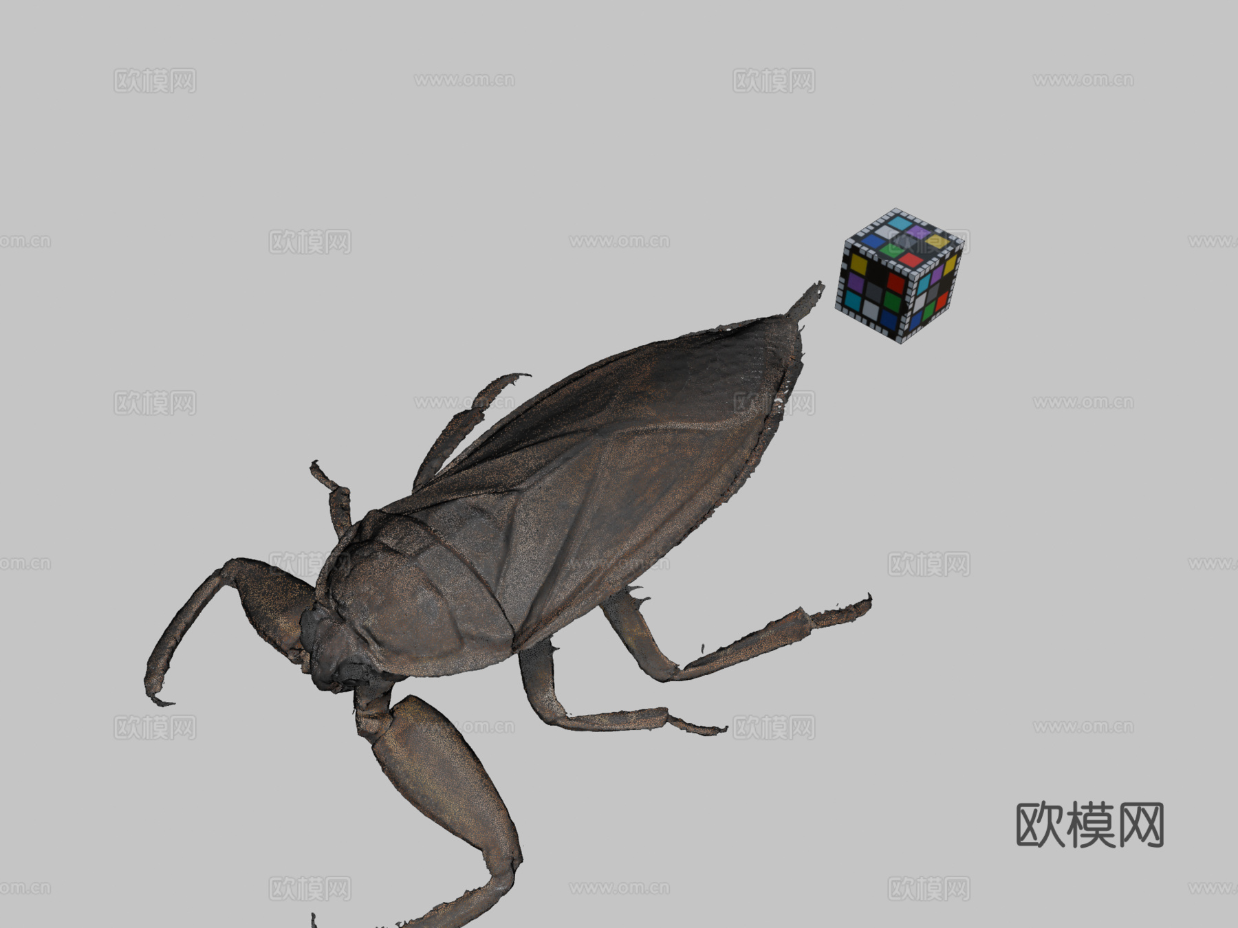 CC0日本大田鳖su模型