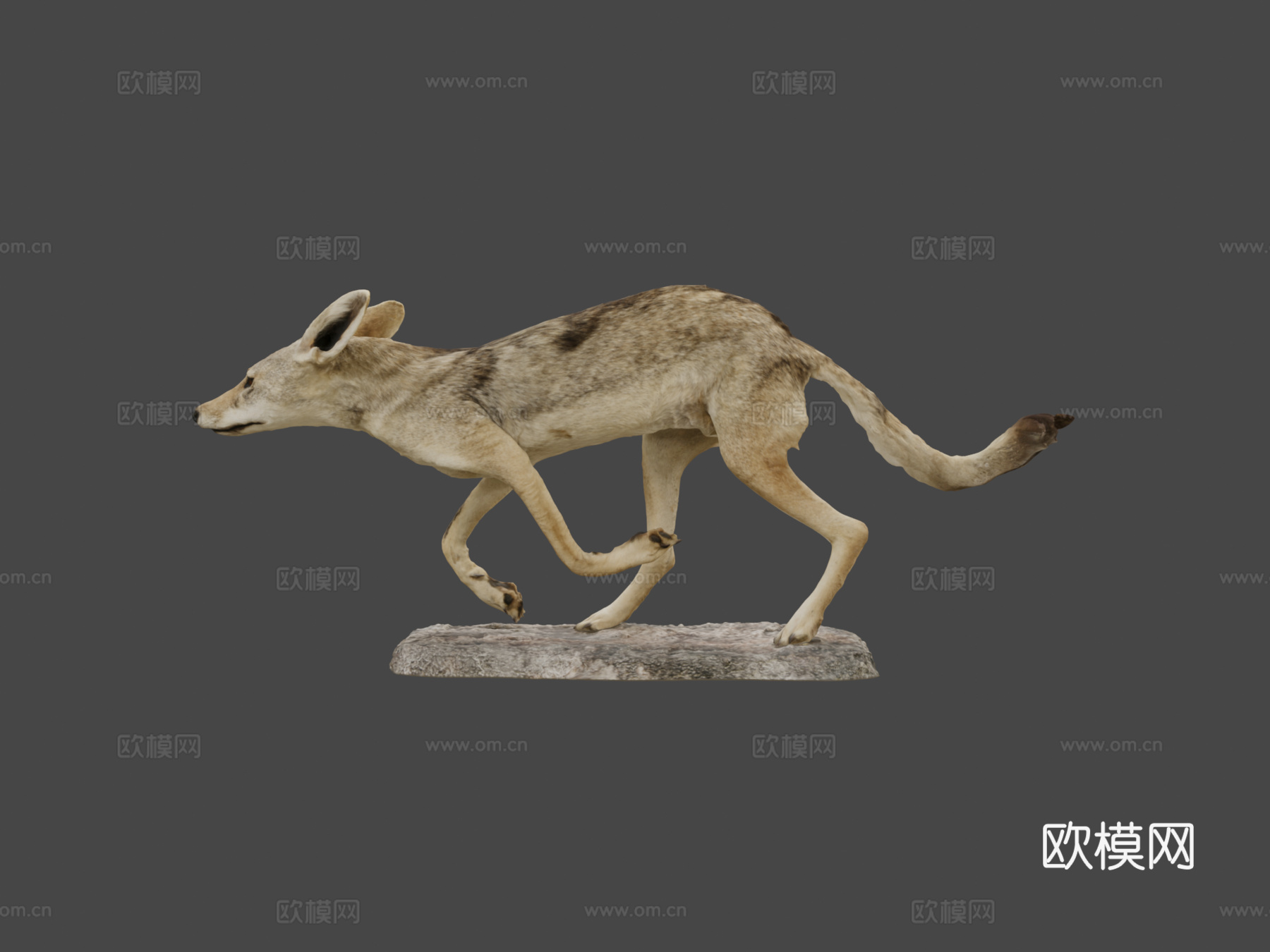 NSMTM32094黑背豺标本su模型