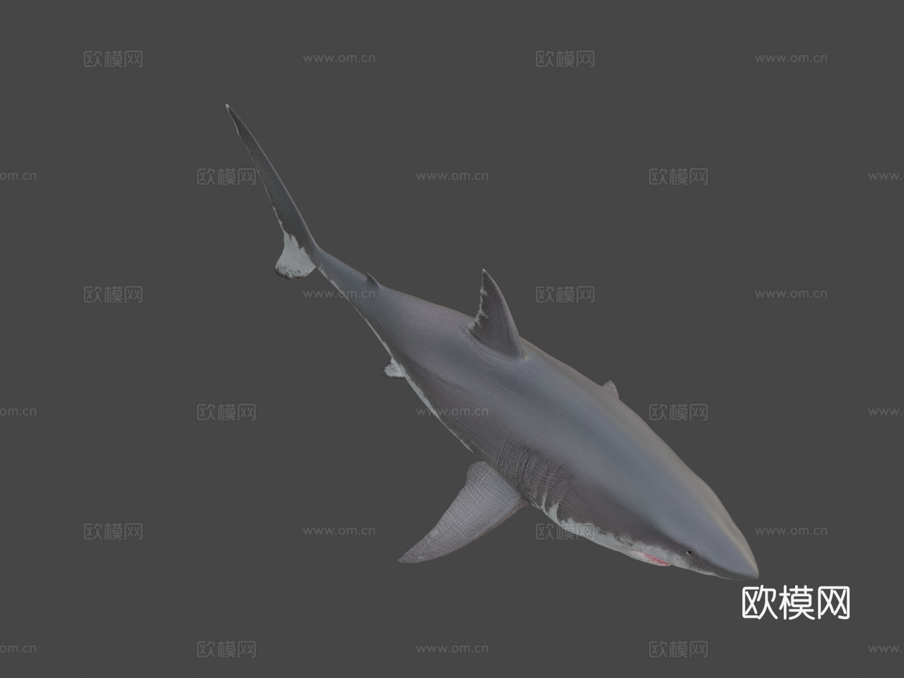 大白鲨su模型