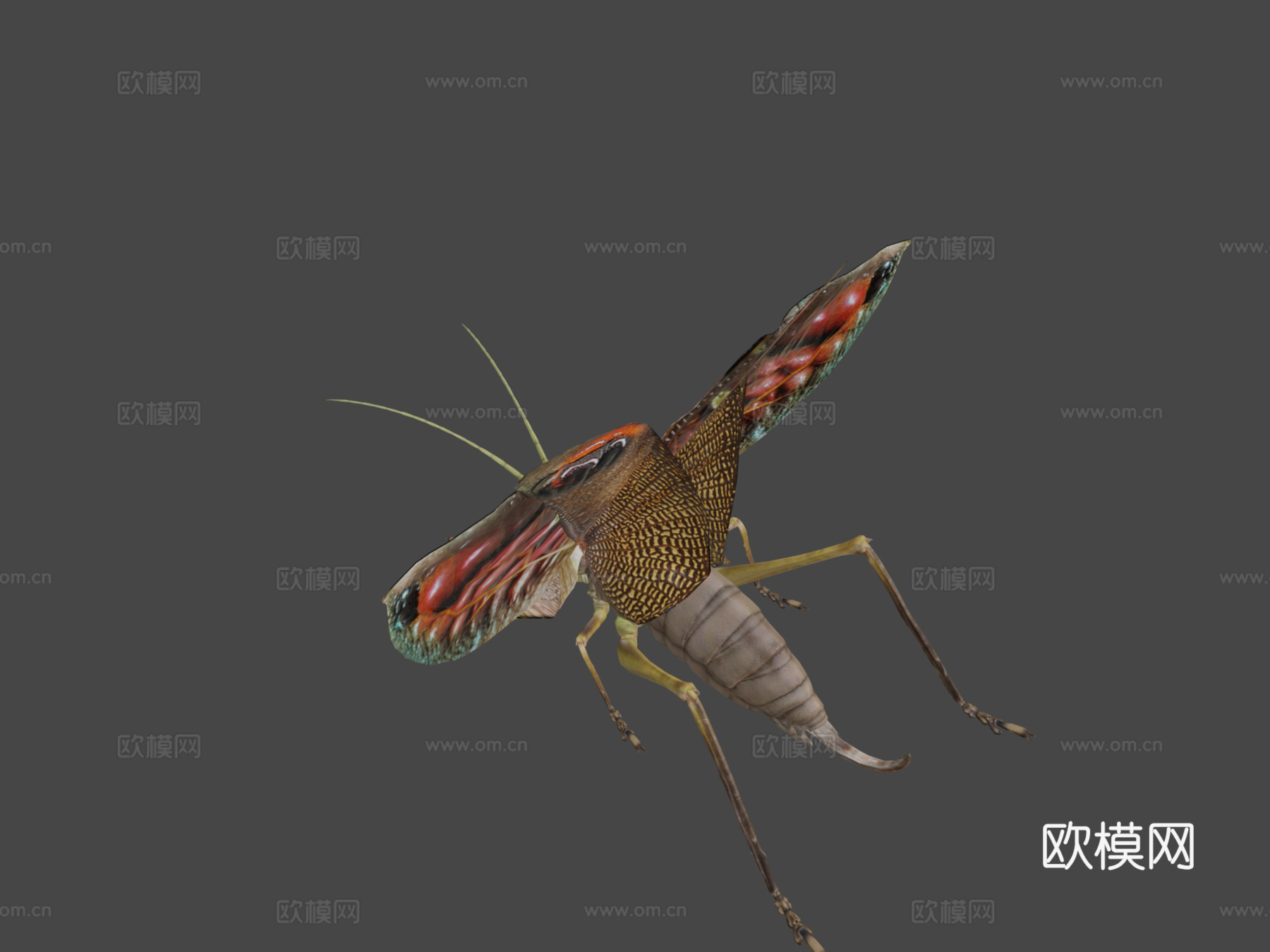 翼眼螽斯su模型