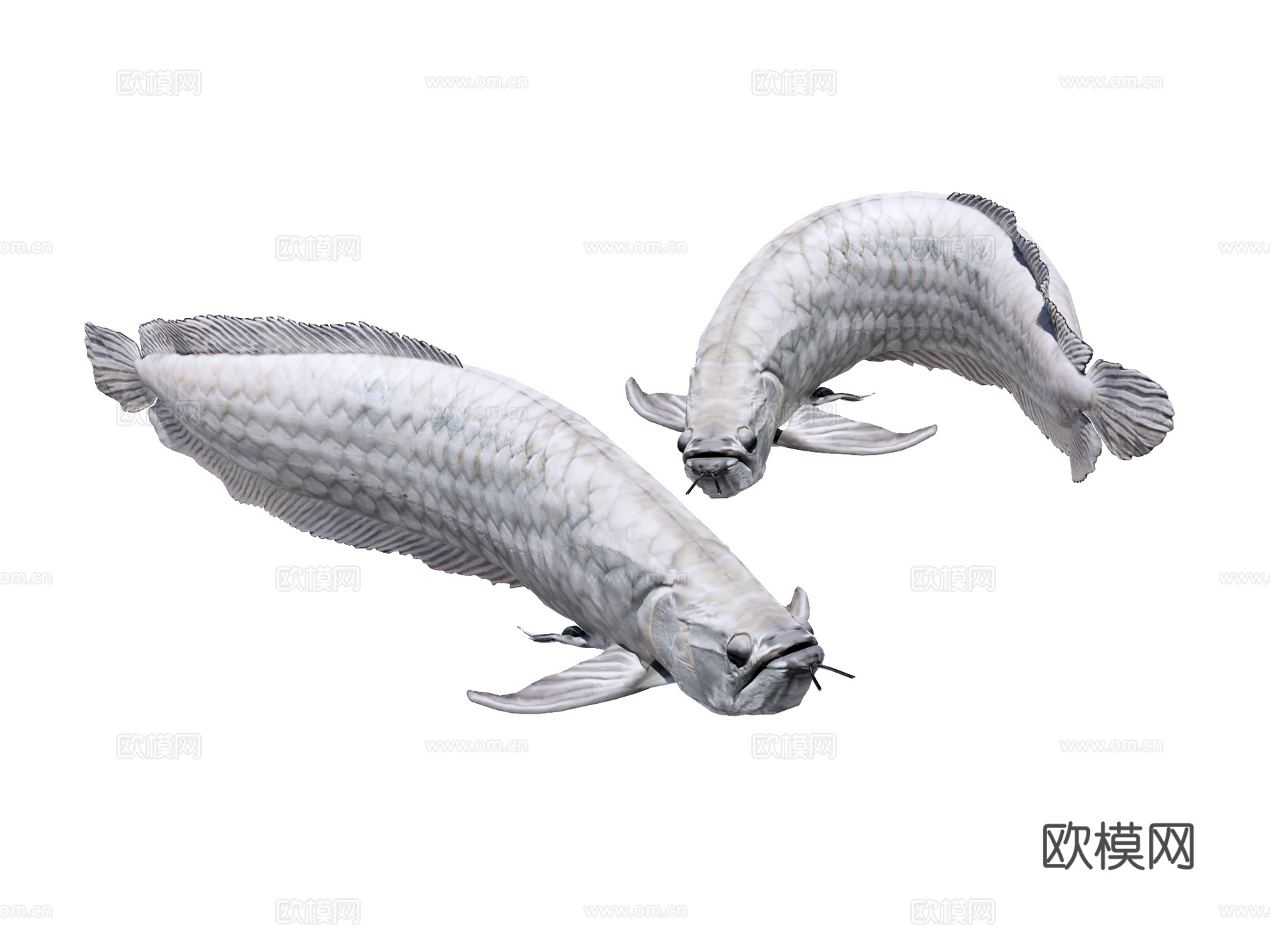 银龙鱼su模型