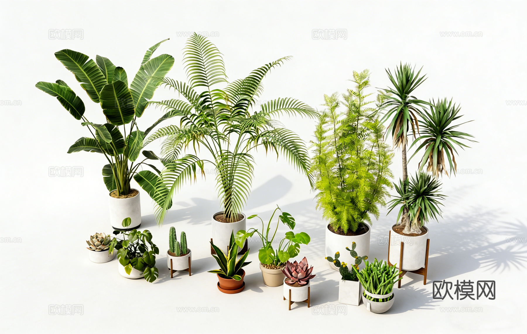 室内植物盆栽绿植 琴叶榕龟背竹 散尾葵龙血树 蕨类植物 多肉su模型