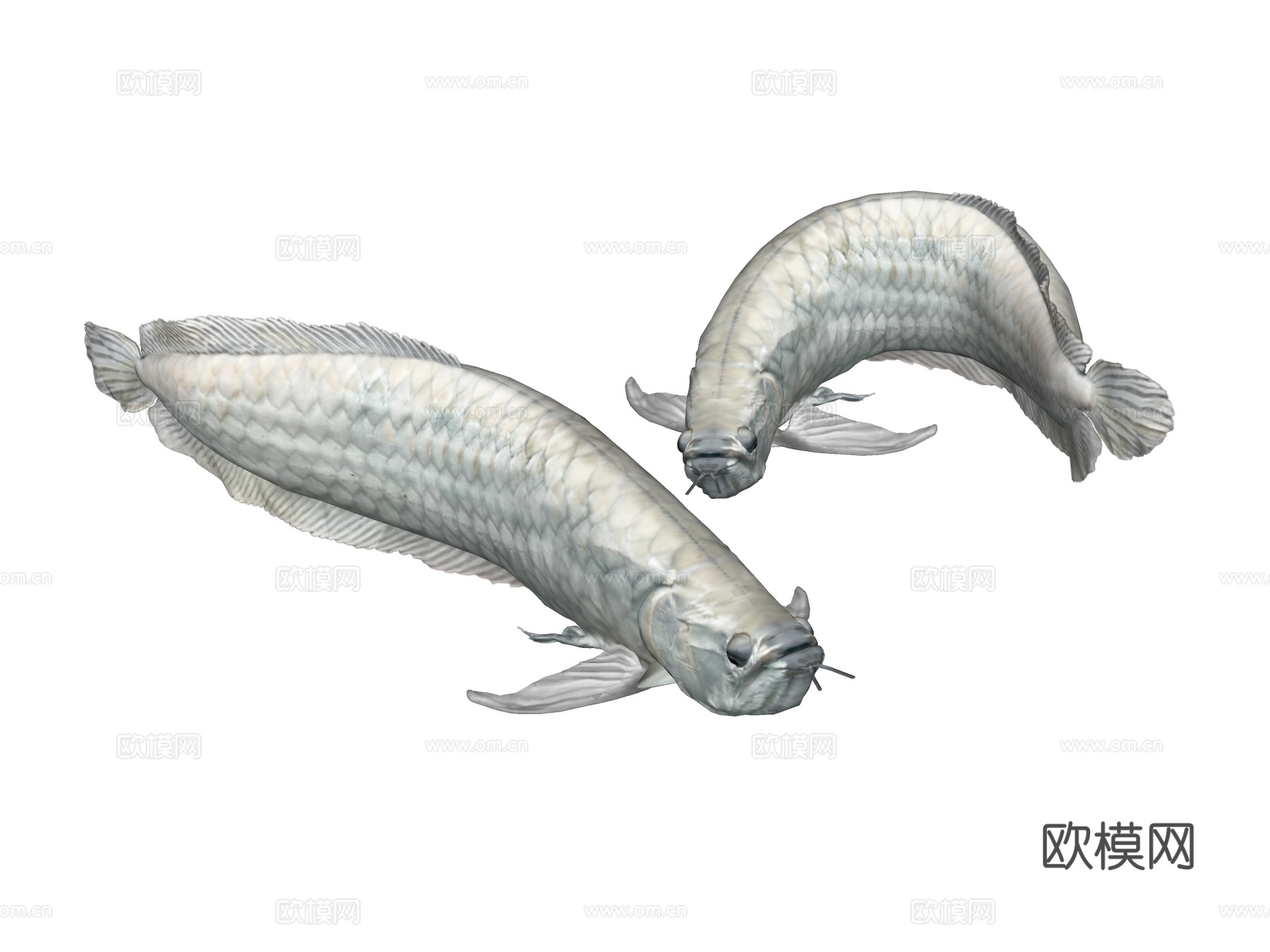 银龙鱼su模型