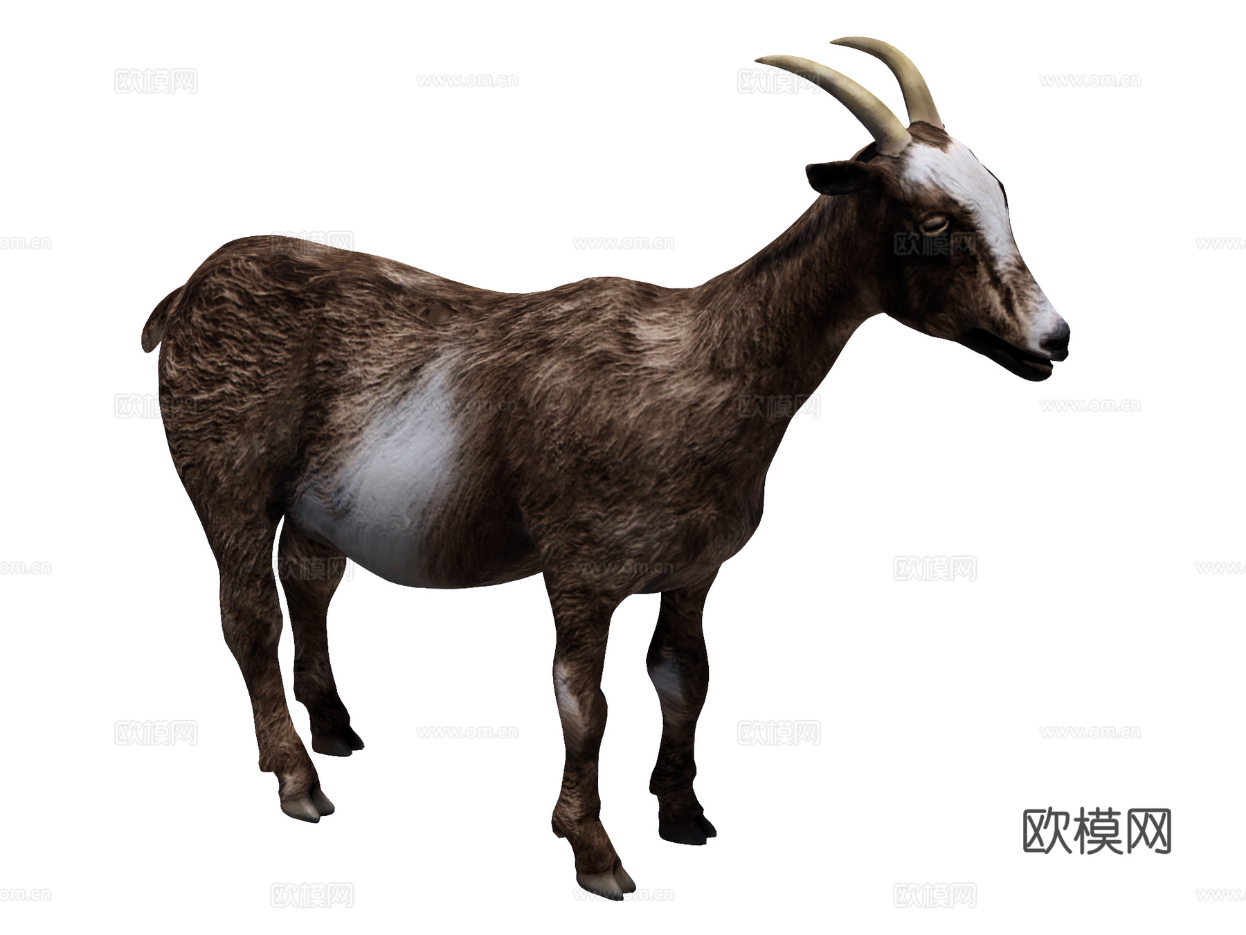 羊 山羊su模型