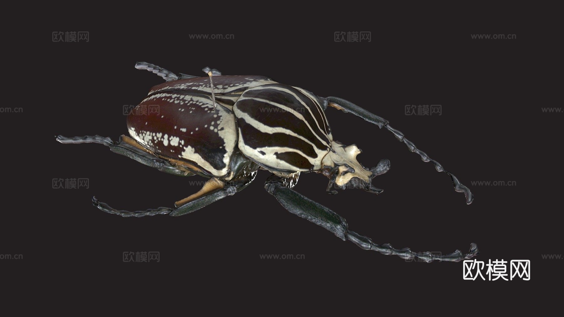 歌利亚甲虫su模型