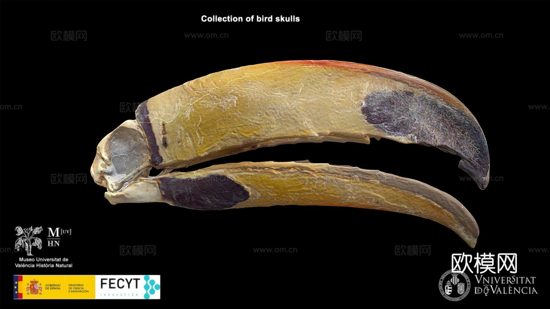 巨嘴鸟托哥巨嘴鸟su模型
