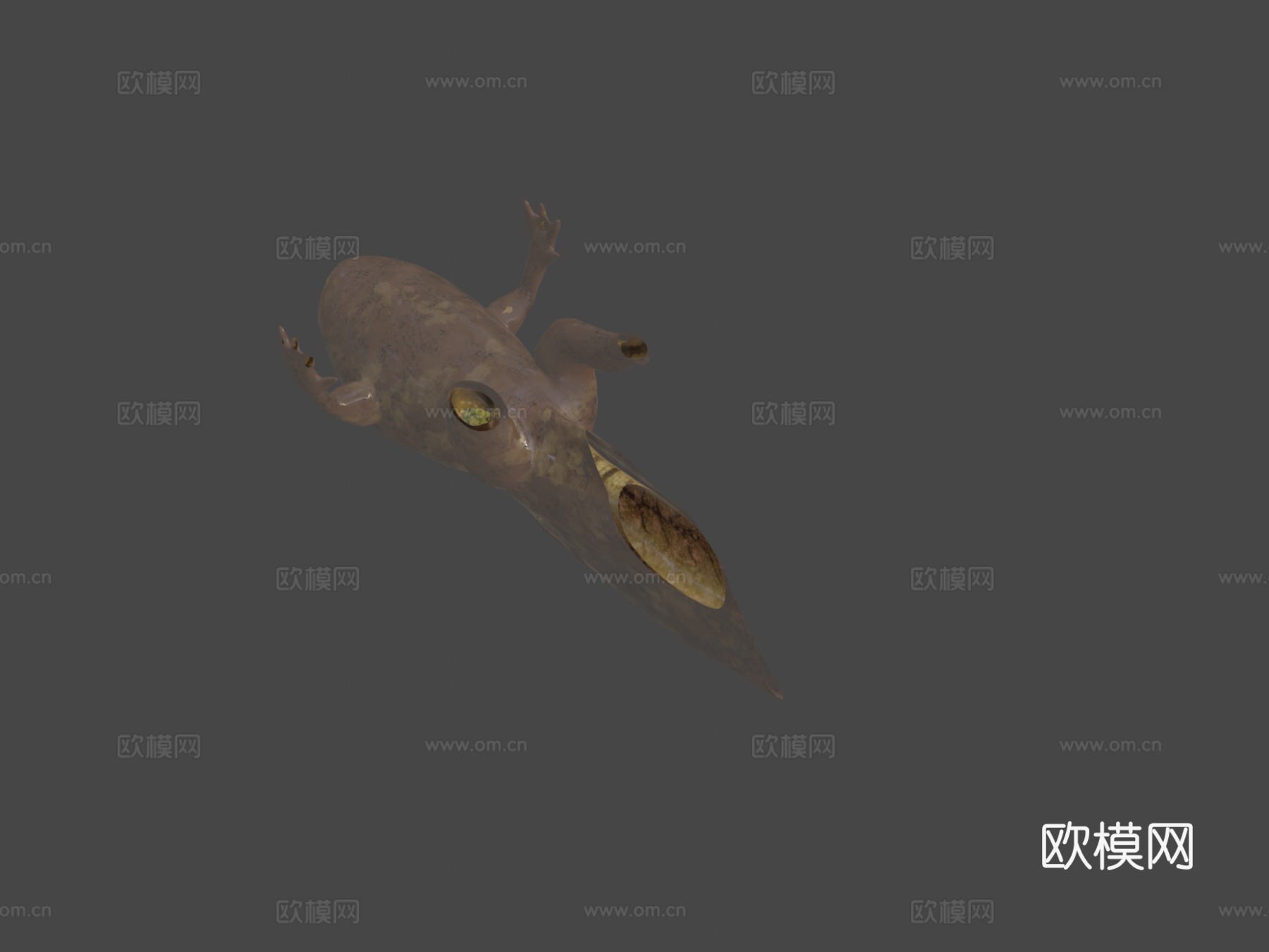 食用蛙蝌蚪su模型