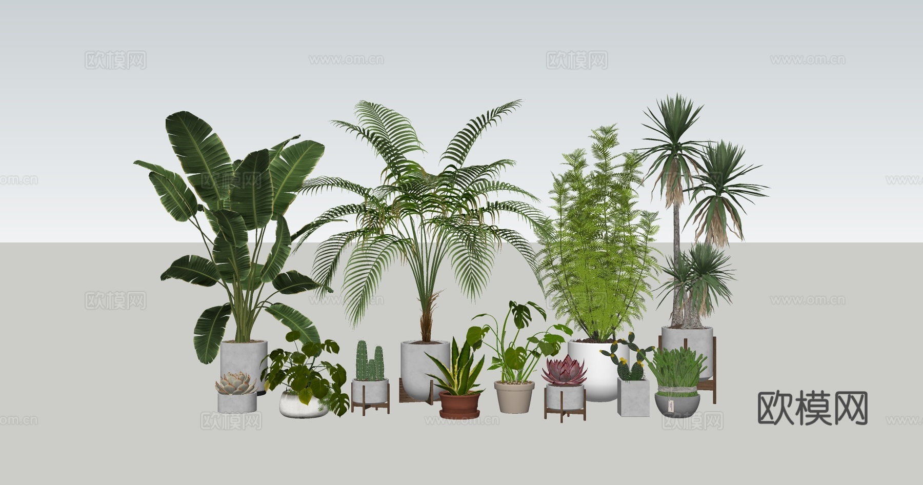 室内植物盆栽绿植 琴叶榕龟背竹 散尾葵龙血树 蕨类植物 多肉su模型