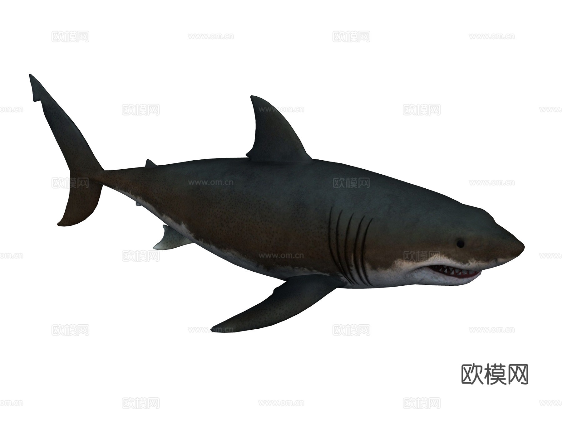 大白鲨su模型