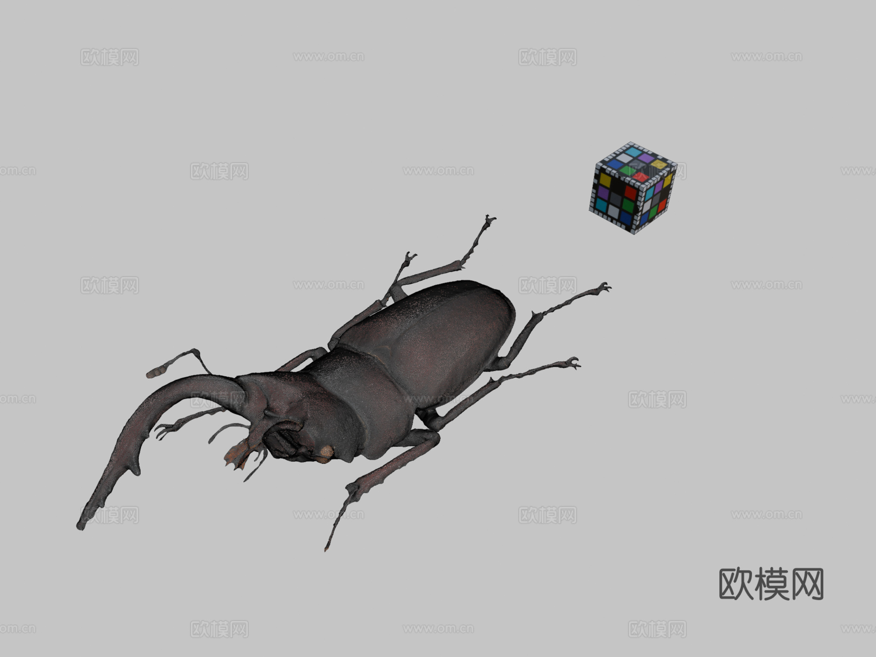 锯锹甲虫su模型