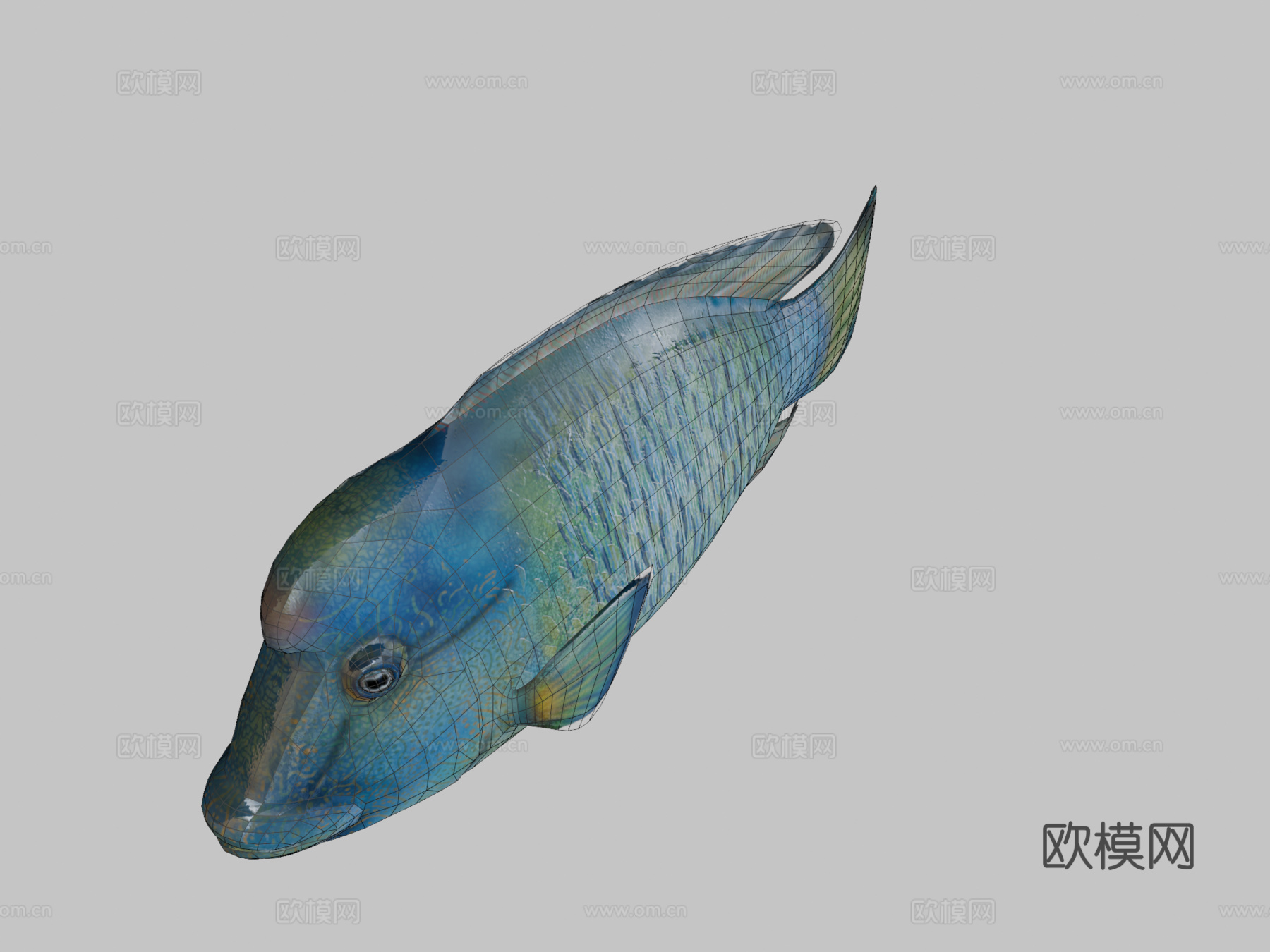 隆头鱼绑定su模型