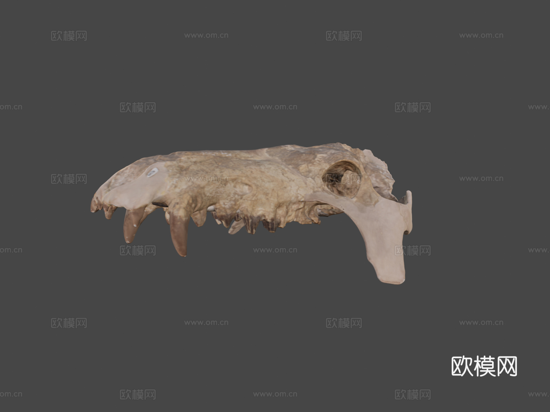 UW6856  古兽莫顿种头骨su模型
