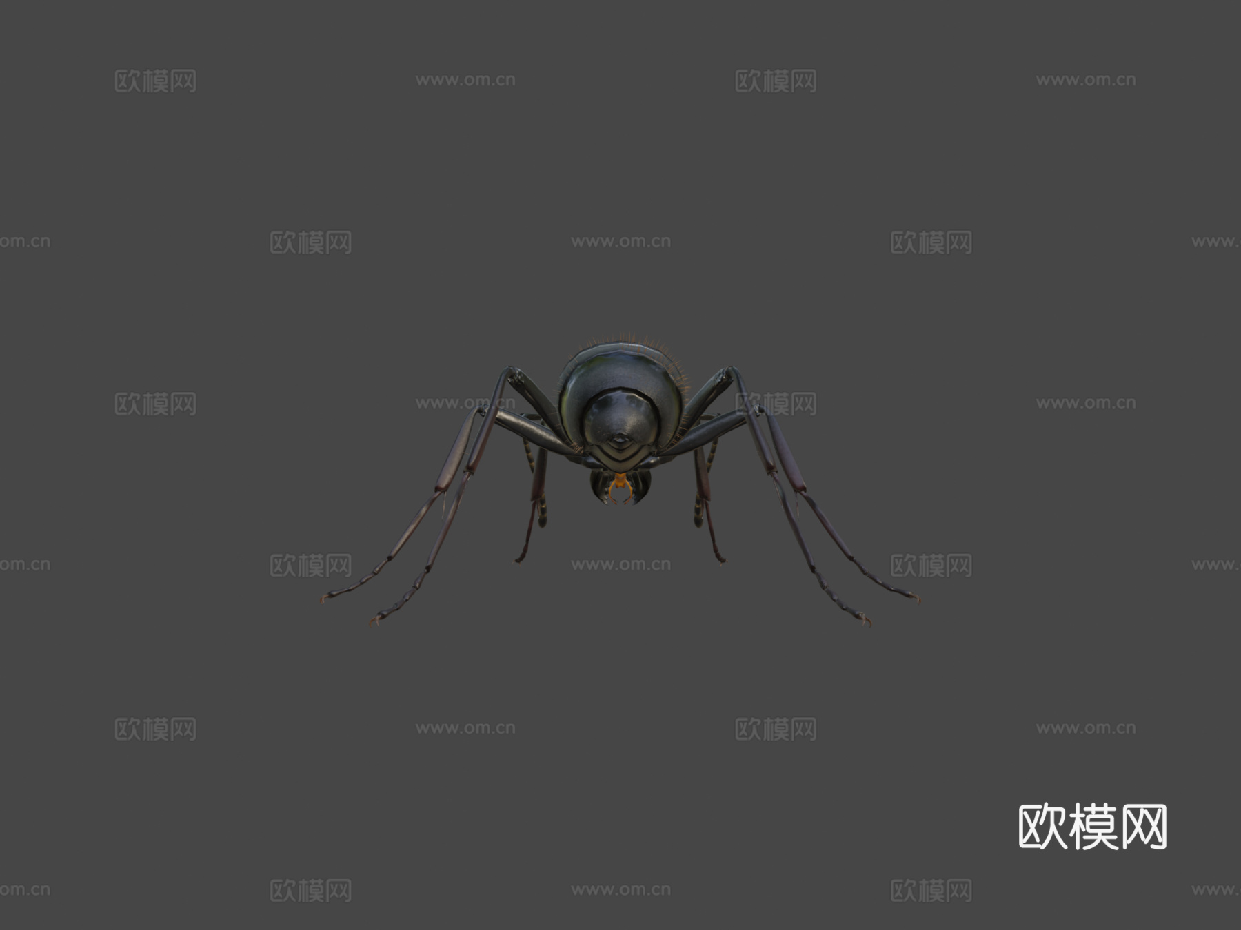 日本弓背蚁su模型