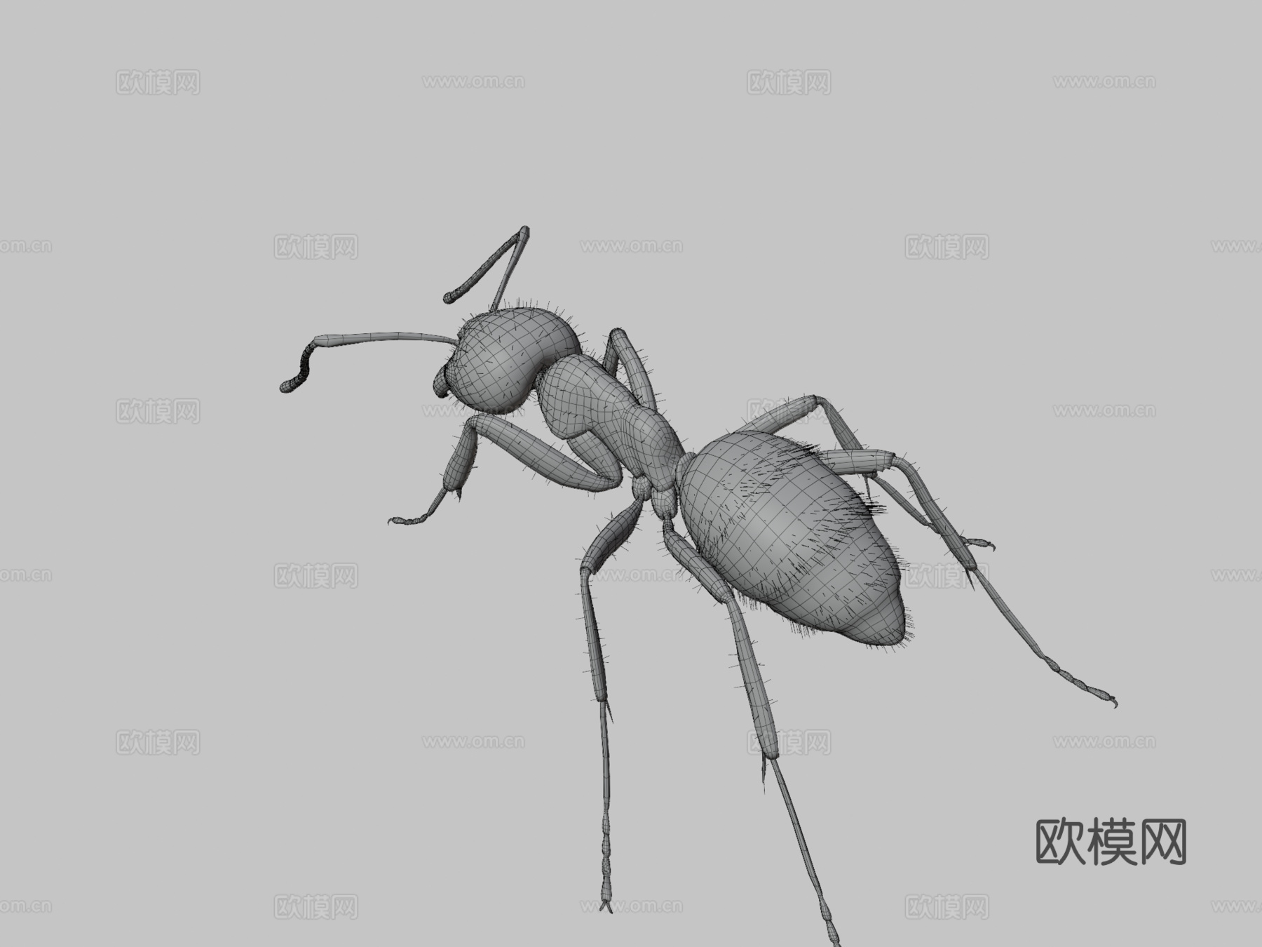 日本弓背蚁su模型