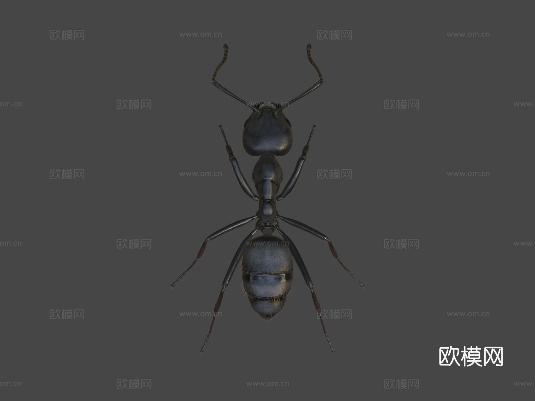 日本弓背蚁su模型