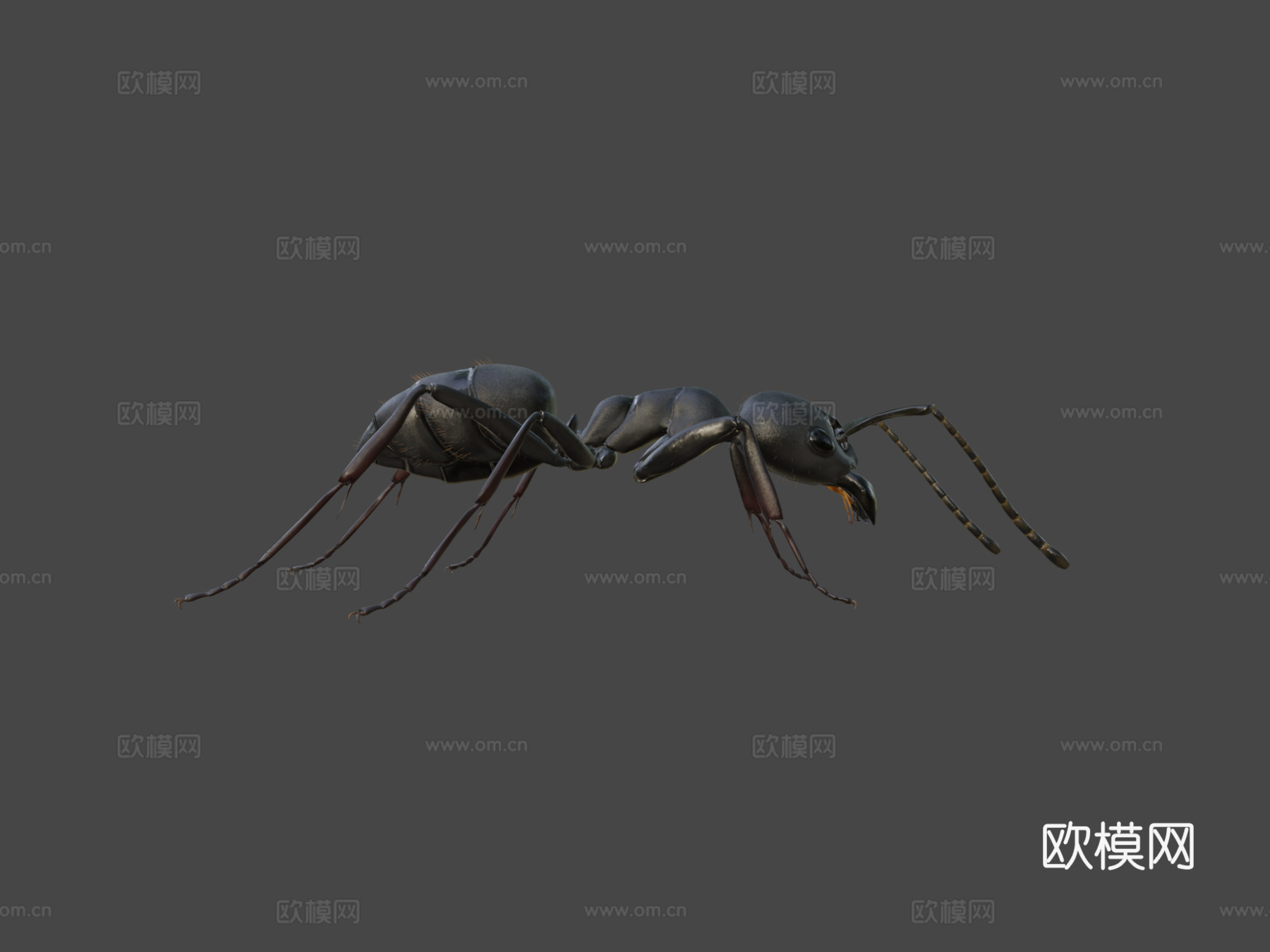 日本弓背蚁su模型