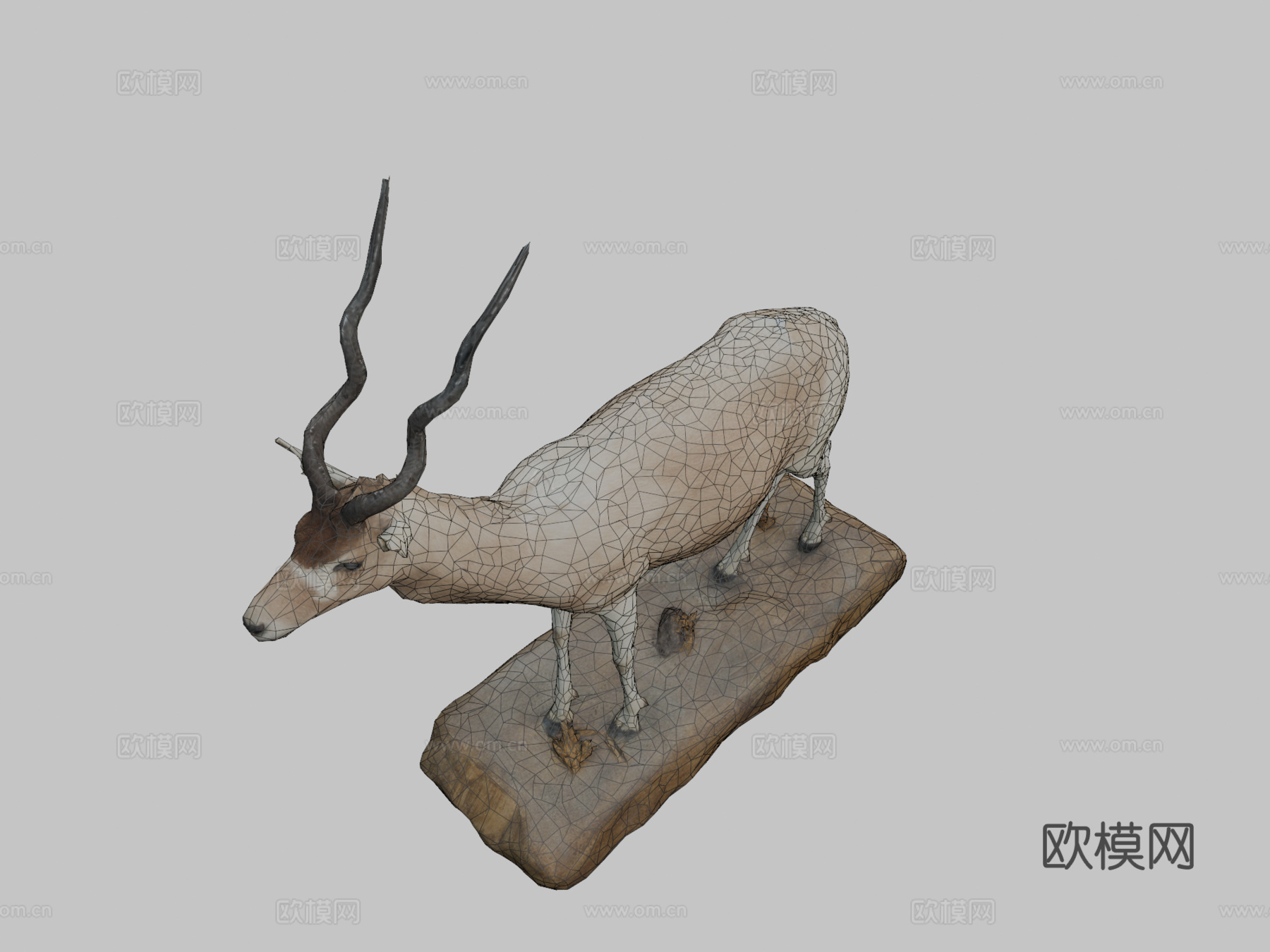 アダックス剥製 曲角羚标本NSMTM32067su模型