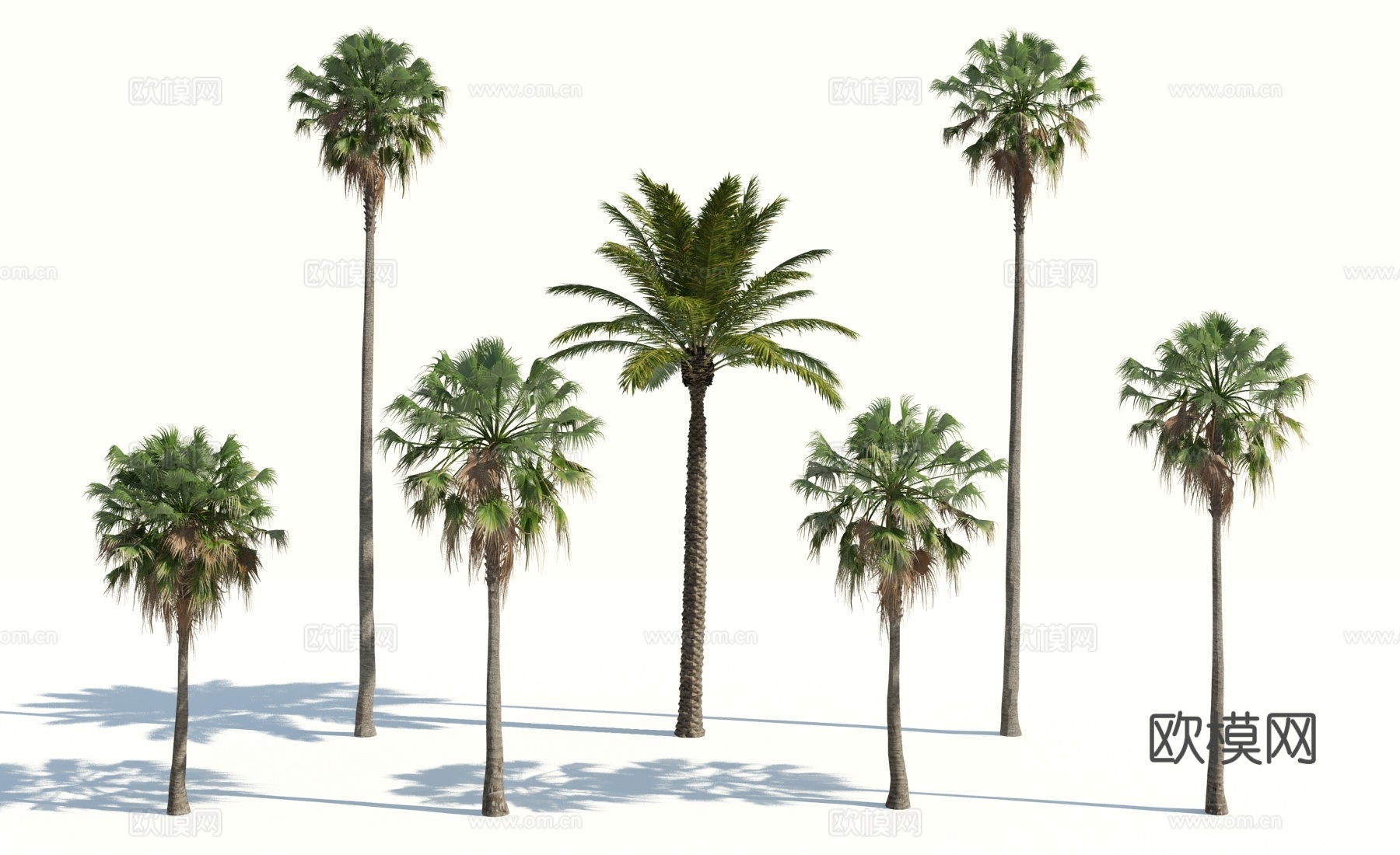 树 棕榈树 椰树 椰子树 铁树 热带植物 热带树 热带树木3d模型