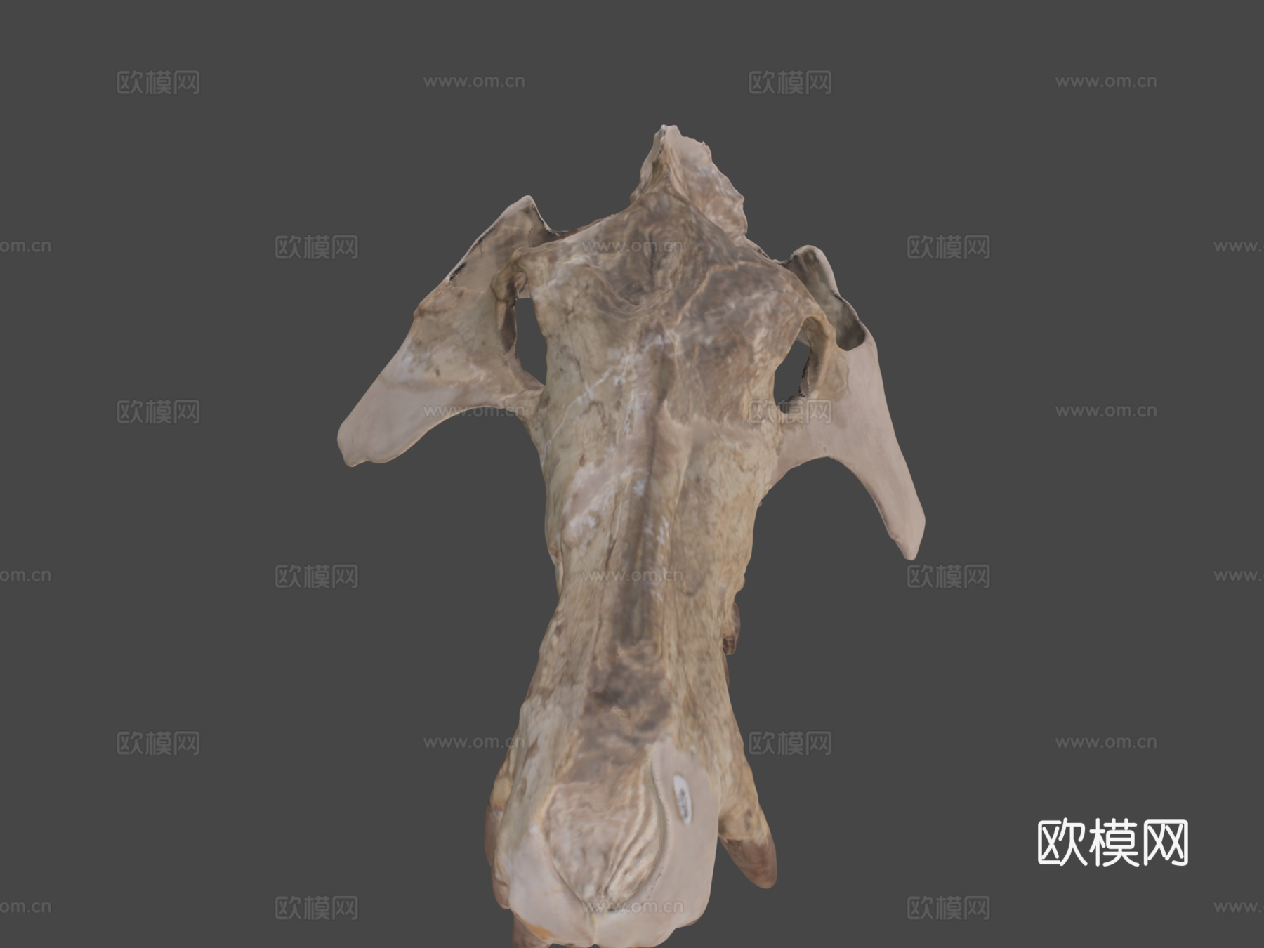 UW6856  古兽莫顿种头骨su模型