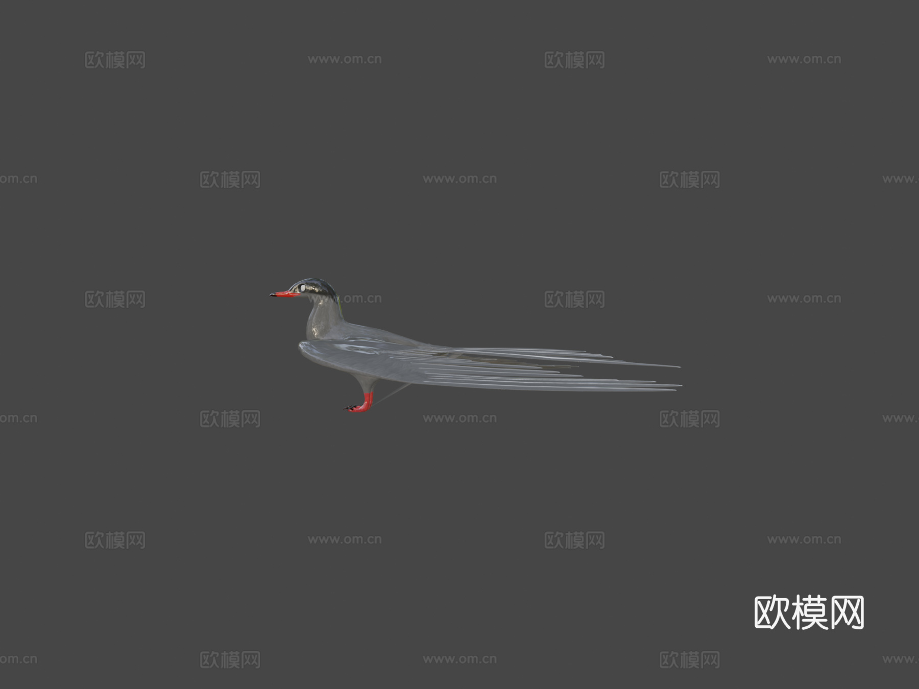 北极燕鸥su模型