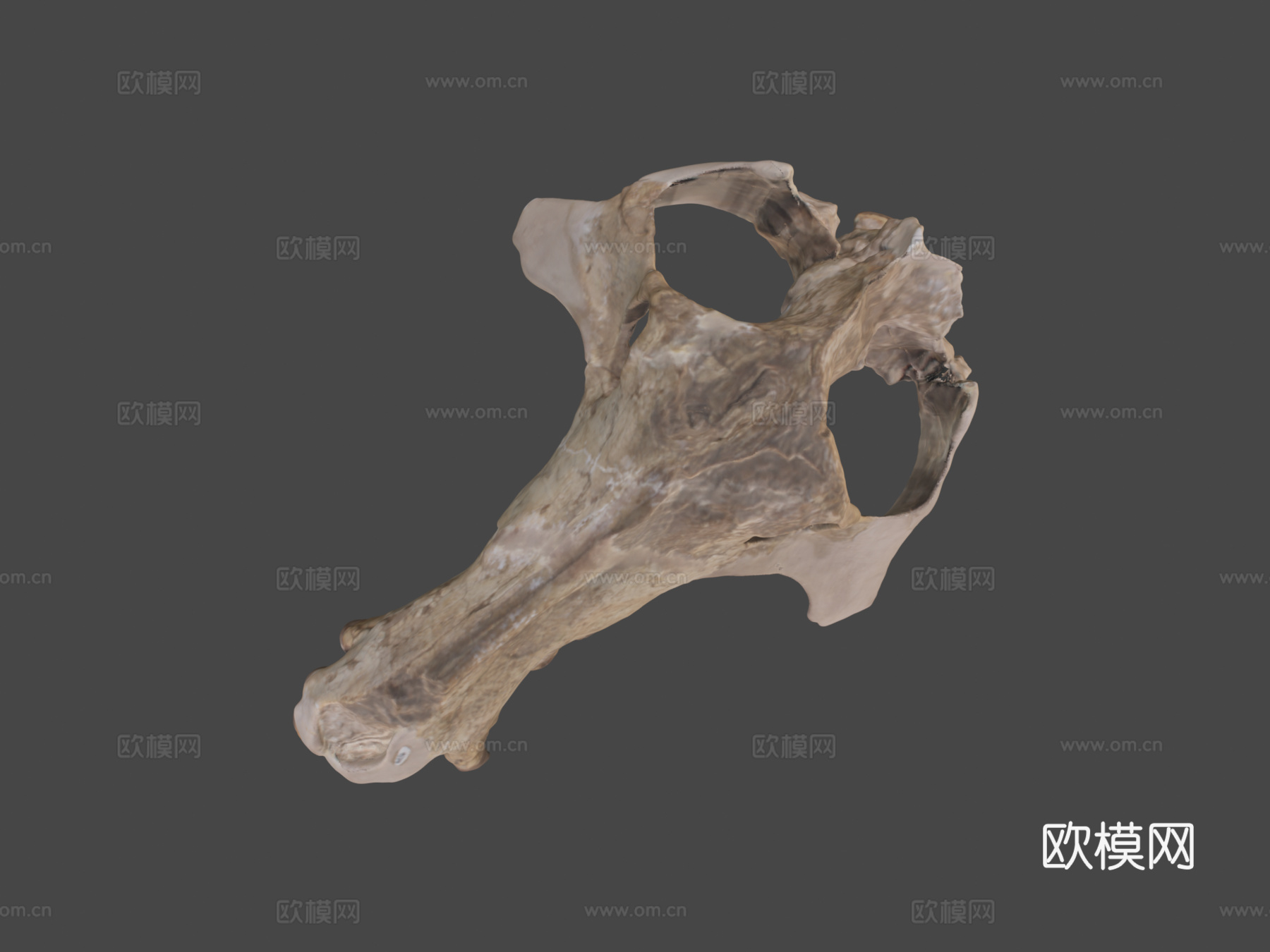 UW6856  古兽莫顿种头骨su模型