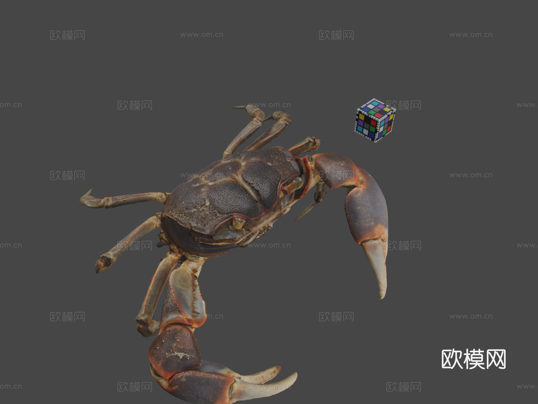 CC0 滨蟹泥滩蟹凸壳蟹su模型