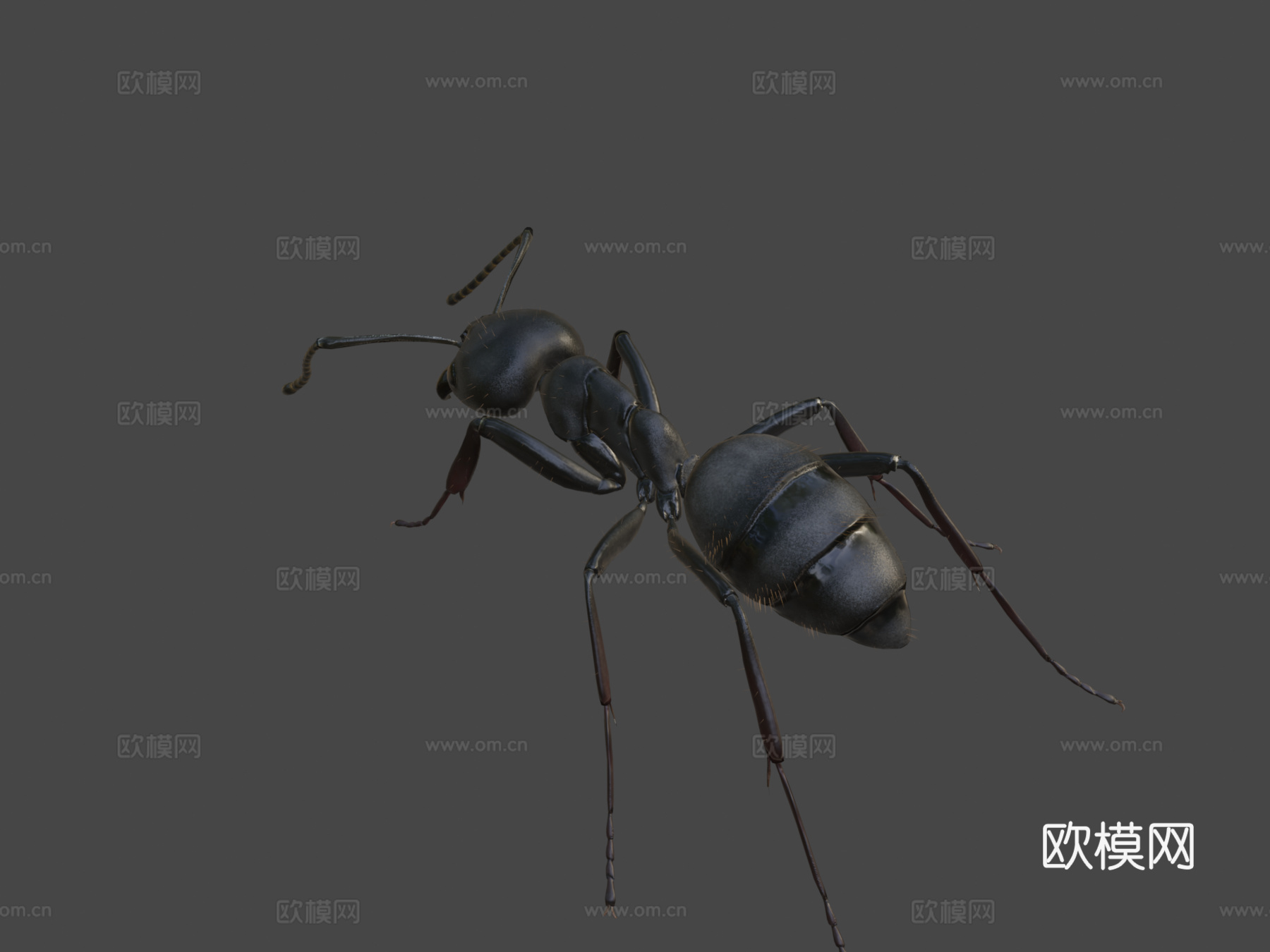 日本弓背蚁su模型