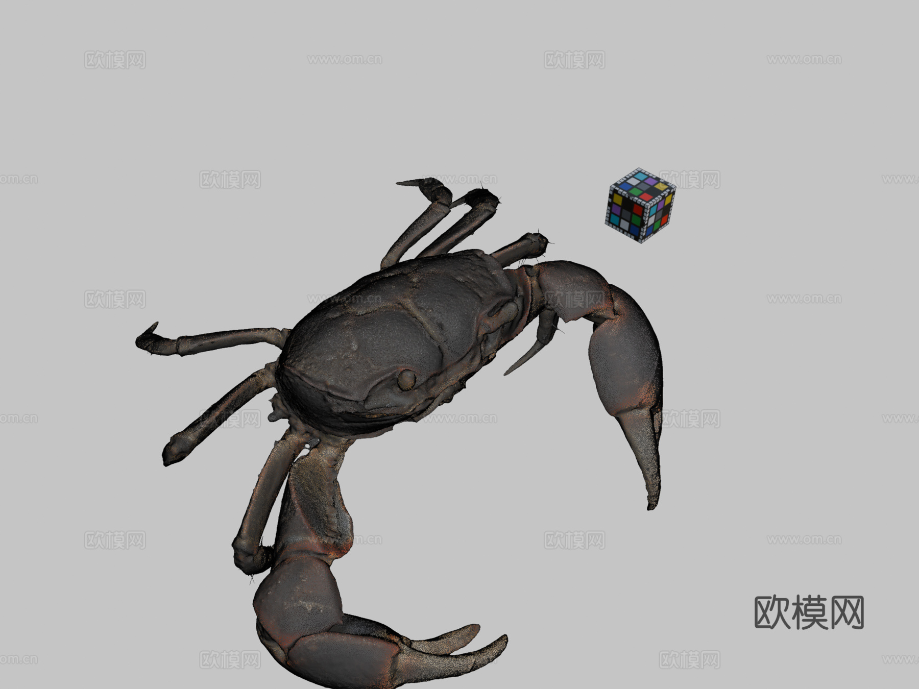 CC0 滨蟹泥滩蟹凸壳蟹su模型