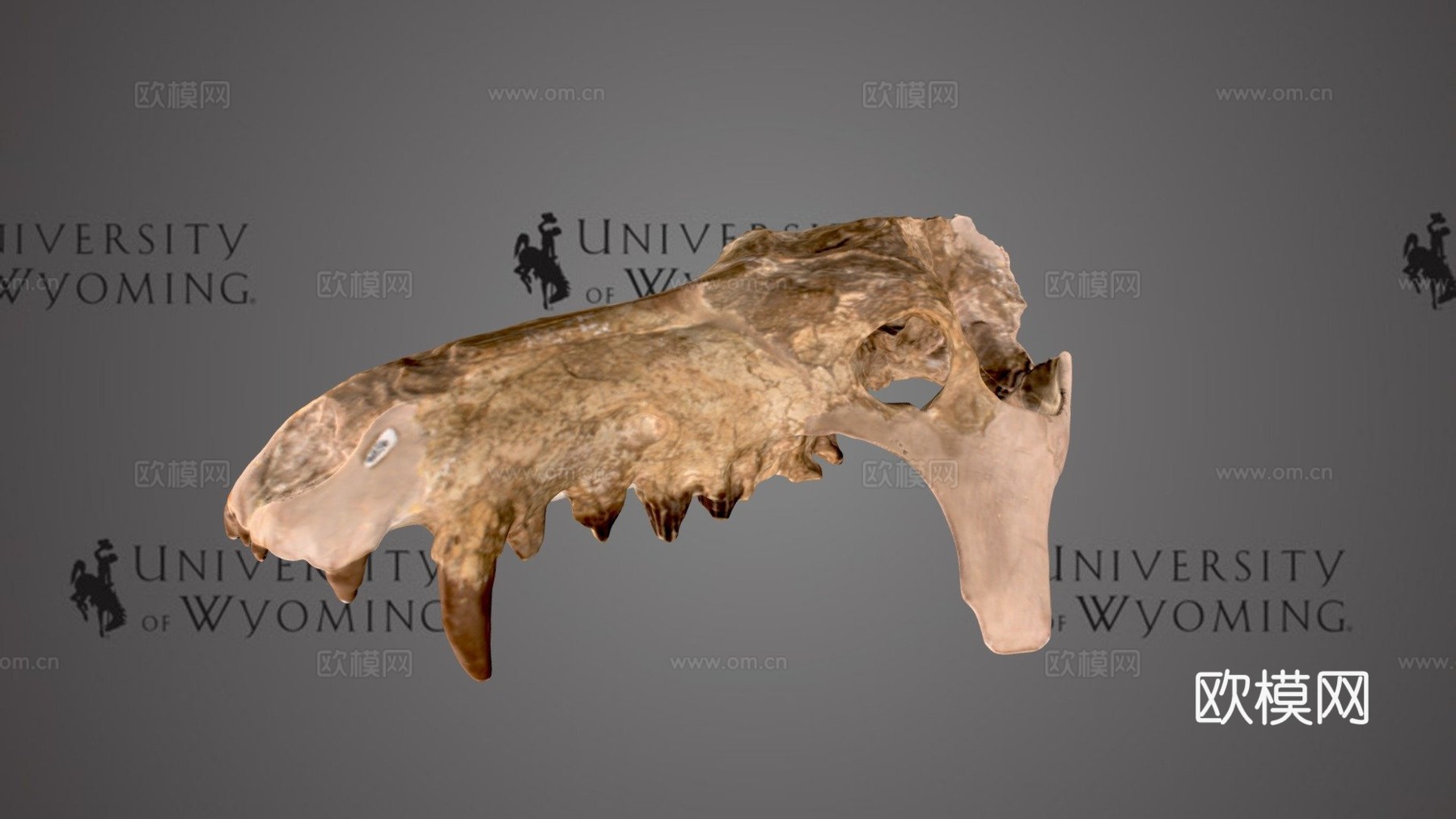UW6856  古兽莫顿种头骨su模型