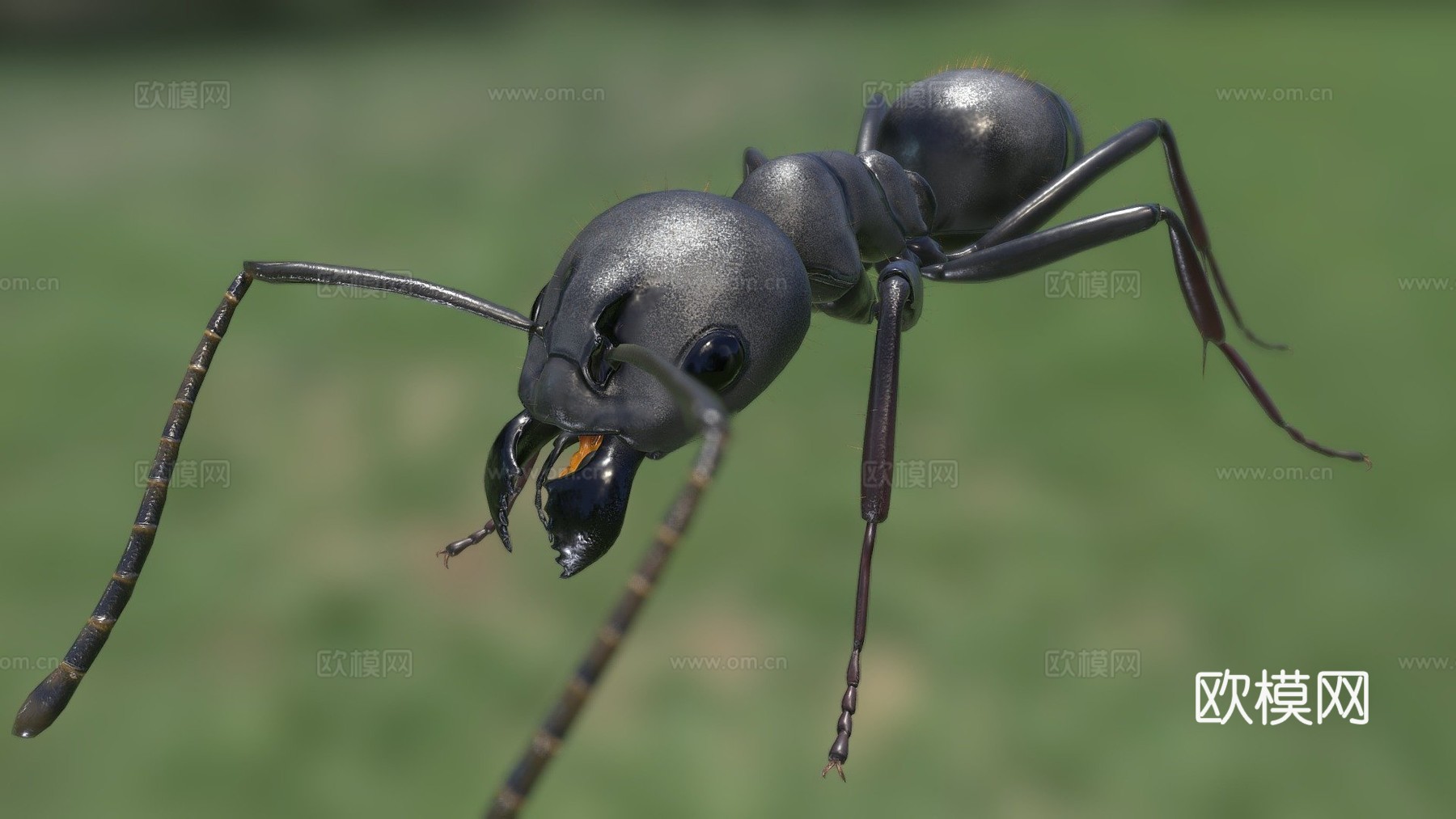日本弓背蚁su模型