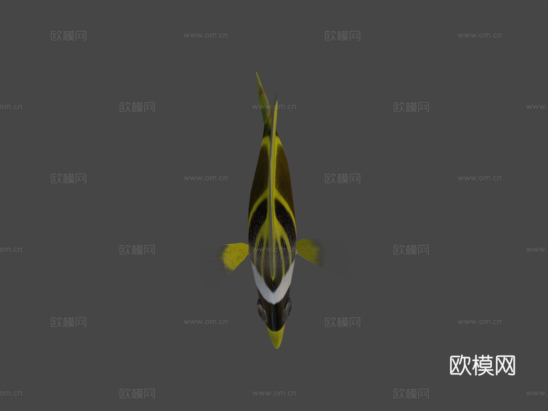 蝴蝶鱼绑定su模型