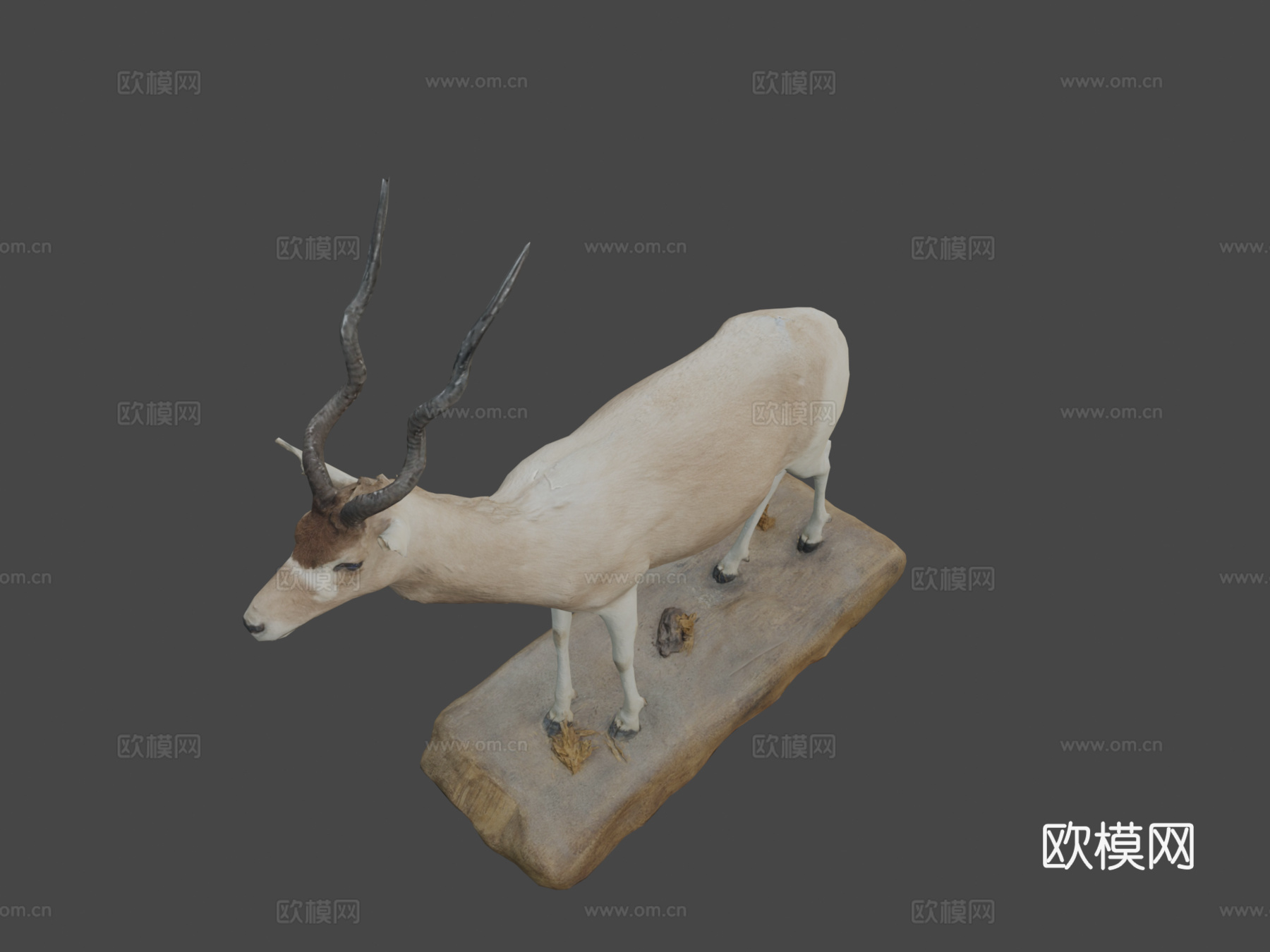 アダックス剥製 曲角羚标本NSMTM32067su模型