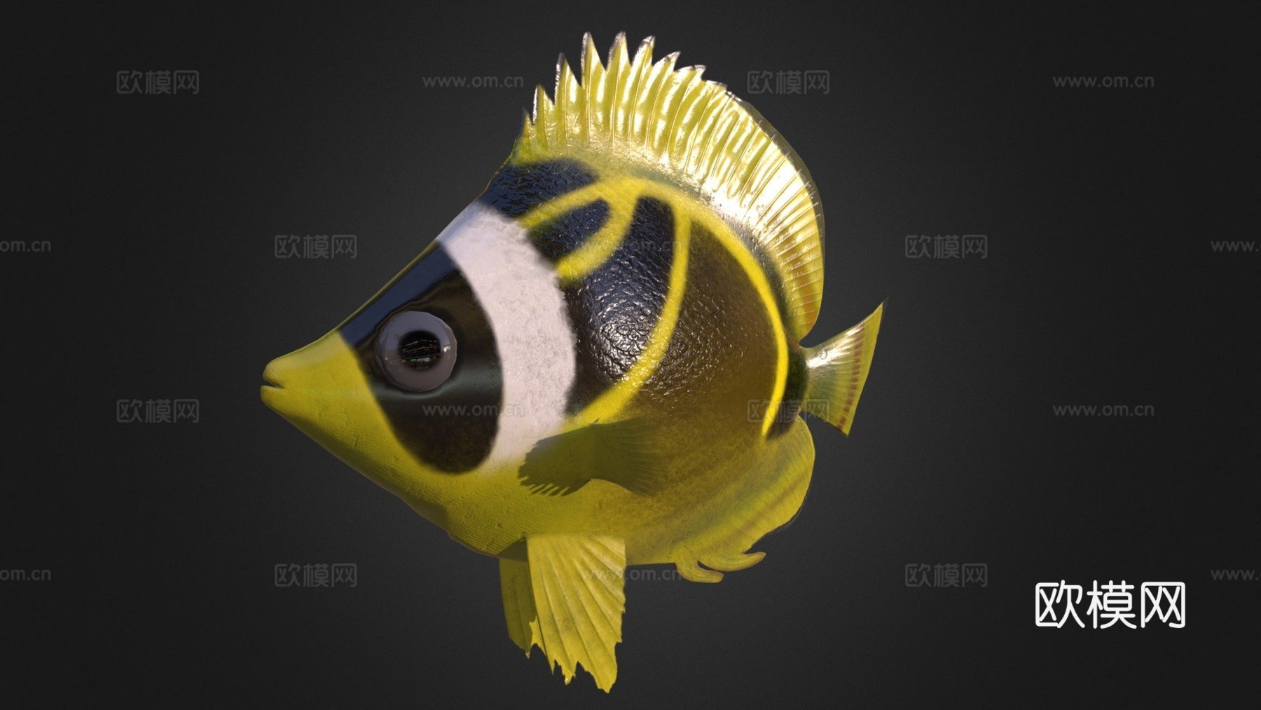 蝴蝶鱼绑定su模型