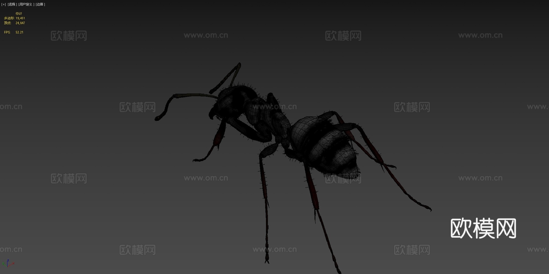 日本弓背蚁su模型