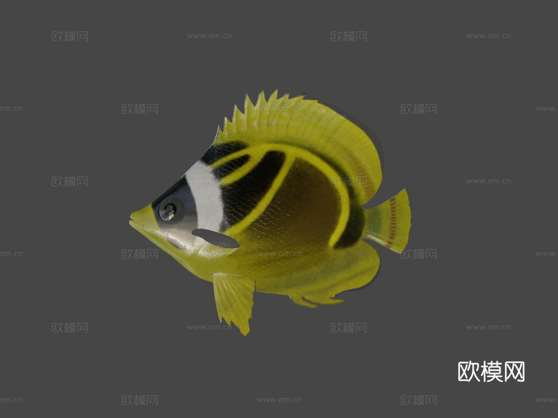 蝴蝶鱼绑定su模型