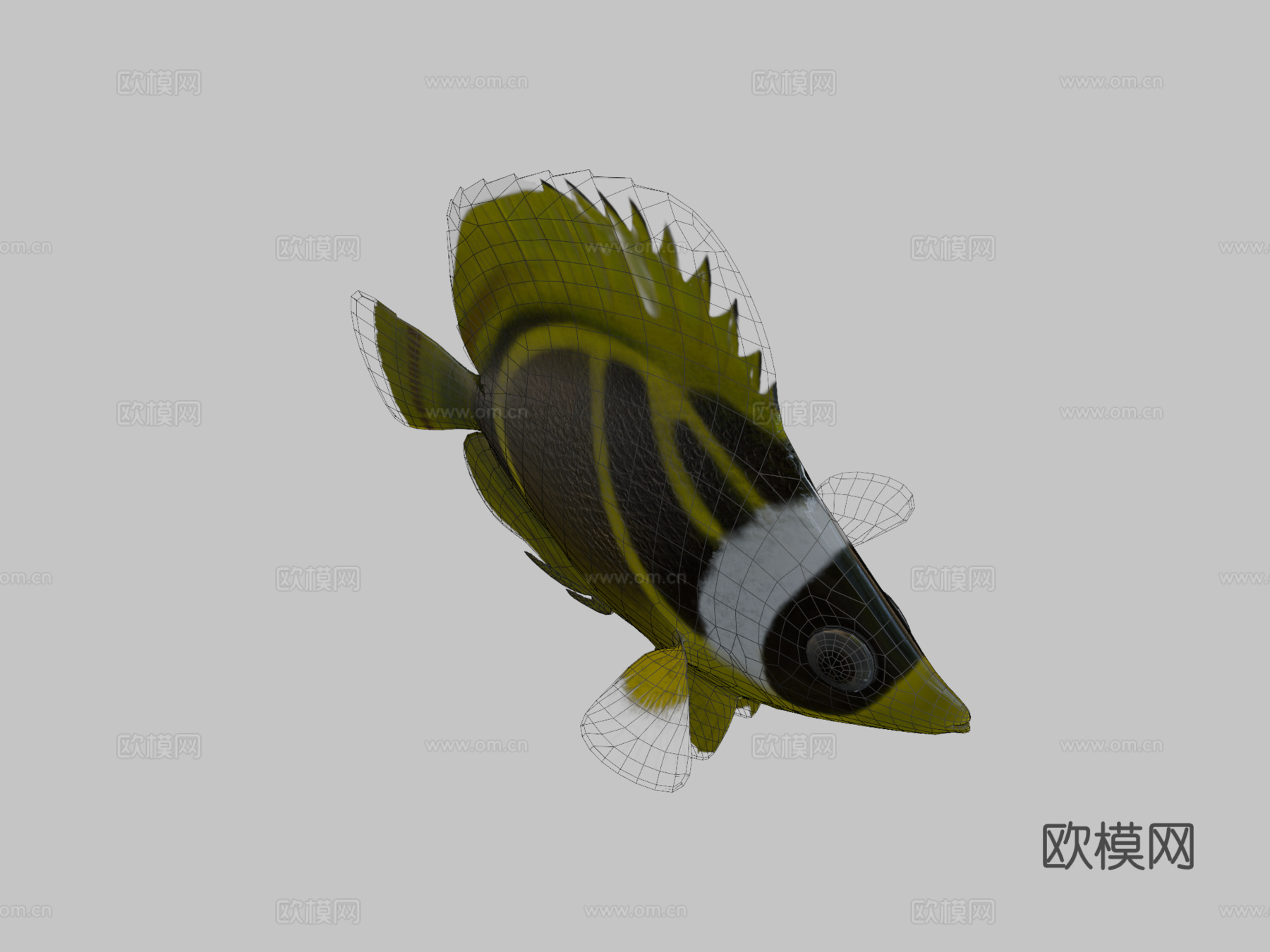 蝴蝶鱼绑定su模型