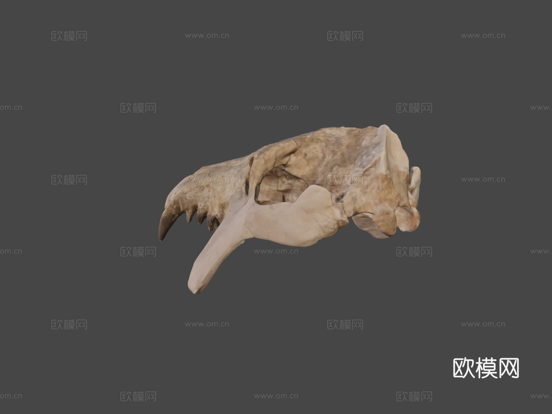 UW6856  古兽莫顿种头骨su模型