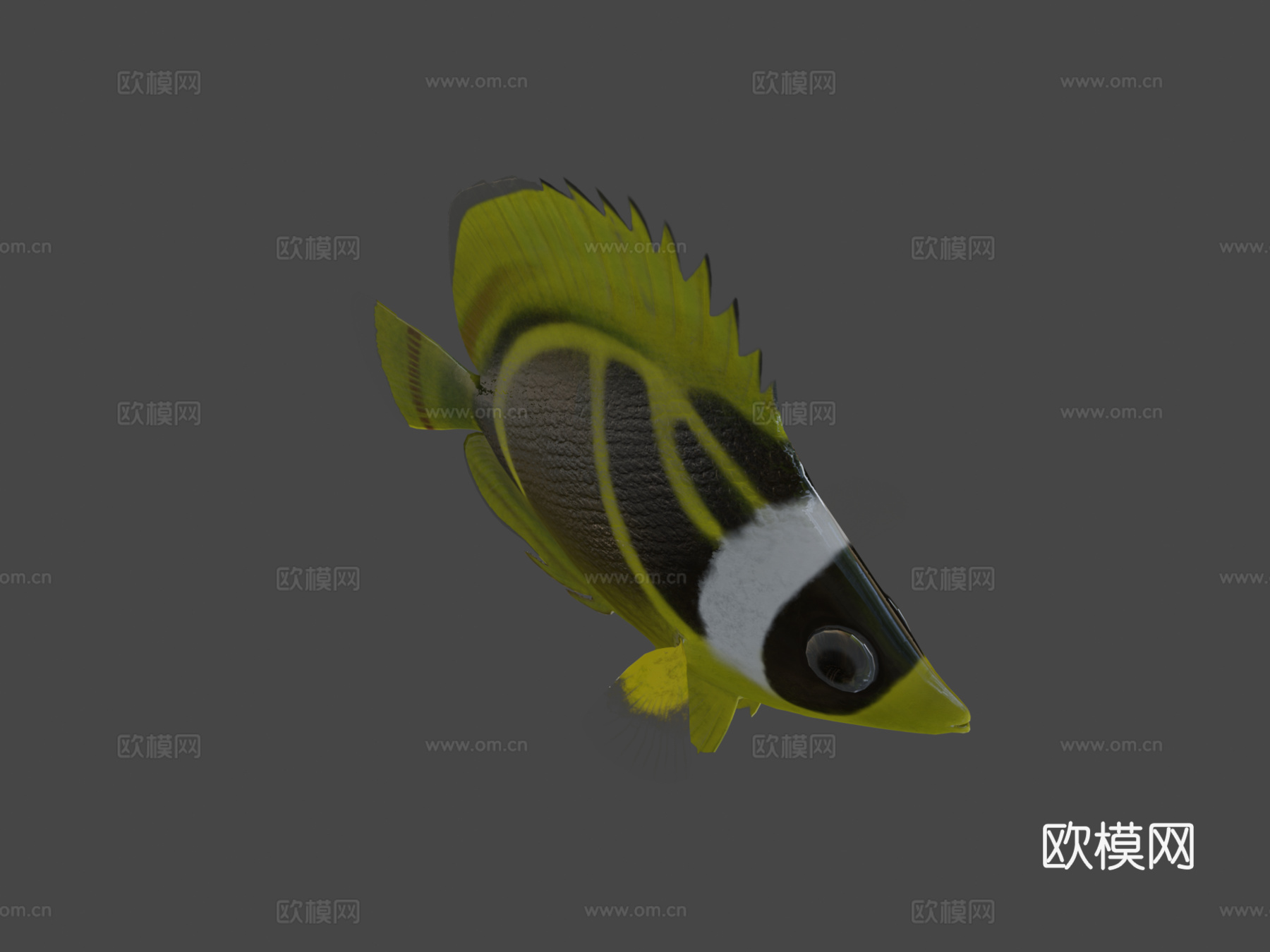 蝴蝶鱼绑定su模型