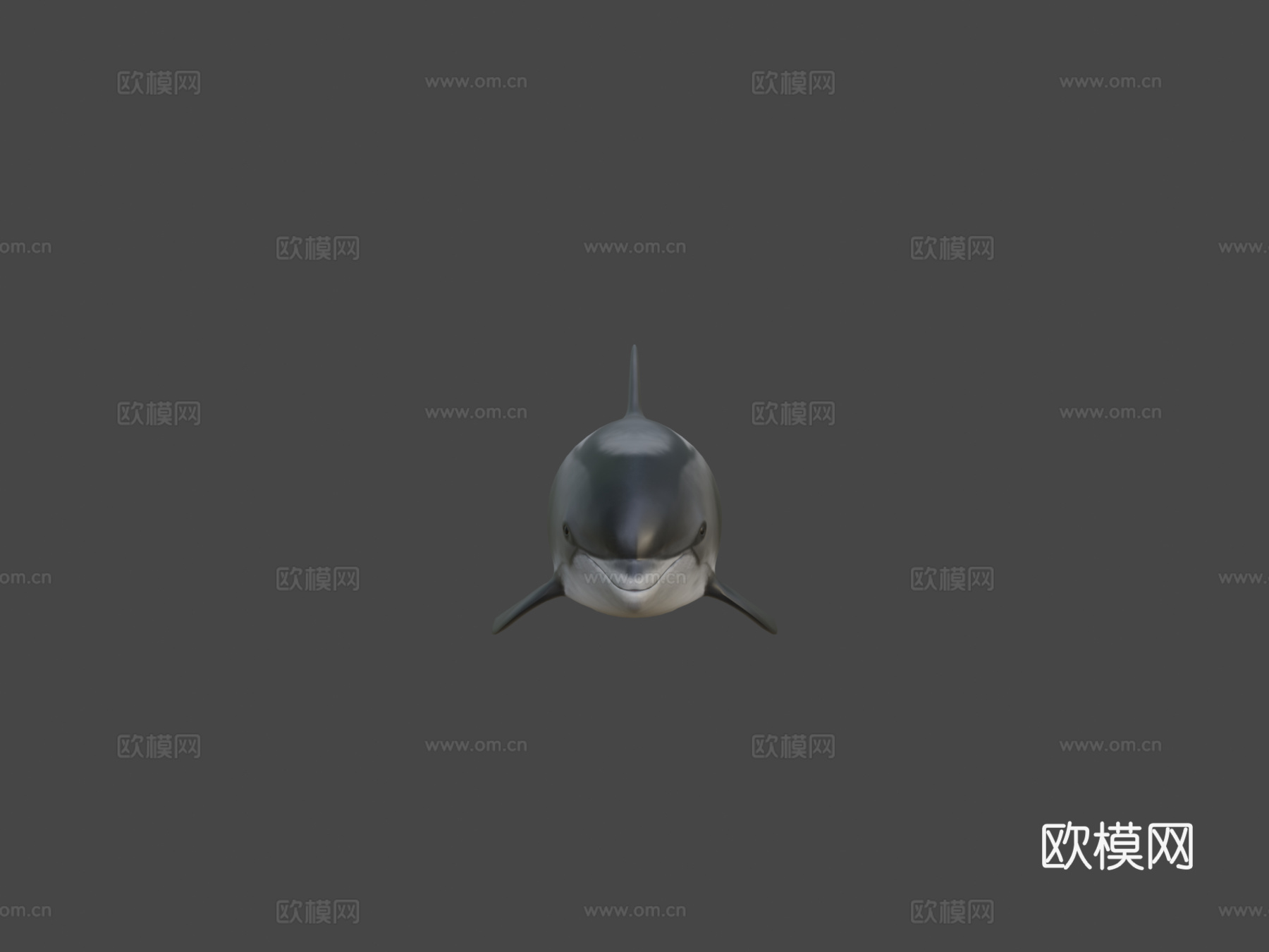 白喙斑纹海豚白喙斑纹海豚su模型