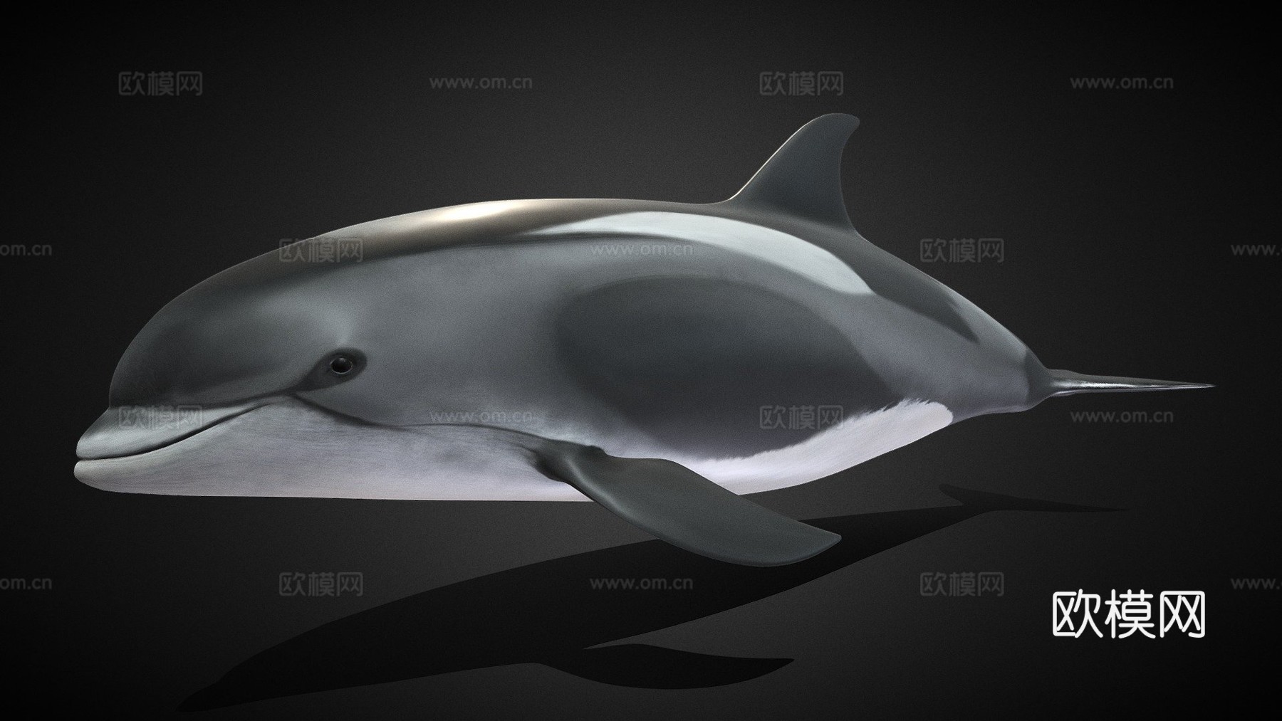 白喙斑纹海豚白喙斑纹海豚su模型